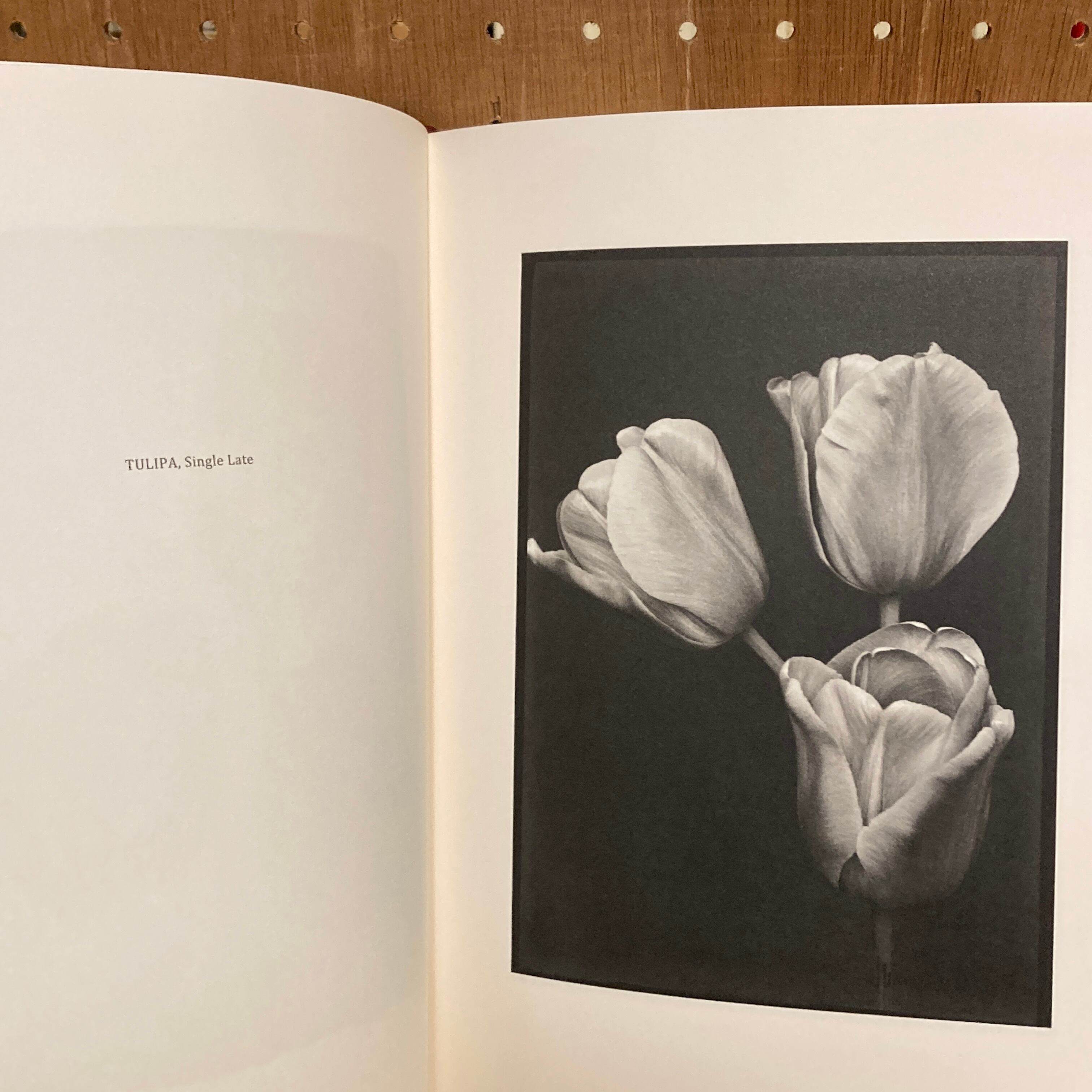 Les extravagantes / Leendert Blok, Gilles Clement | 百年