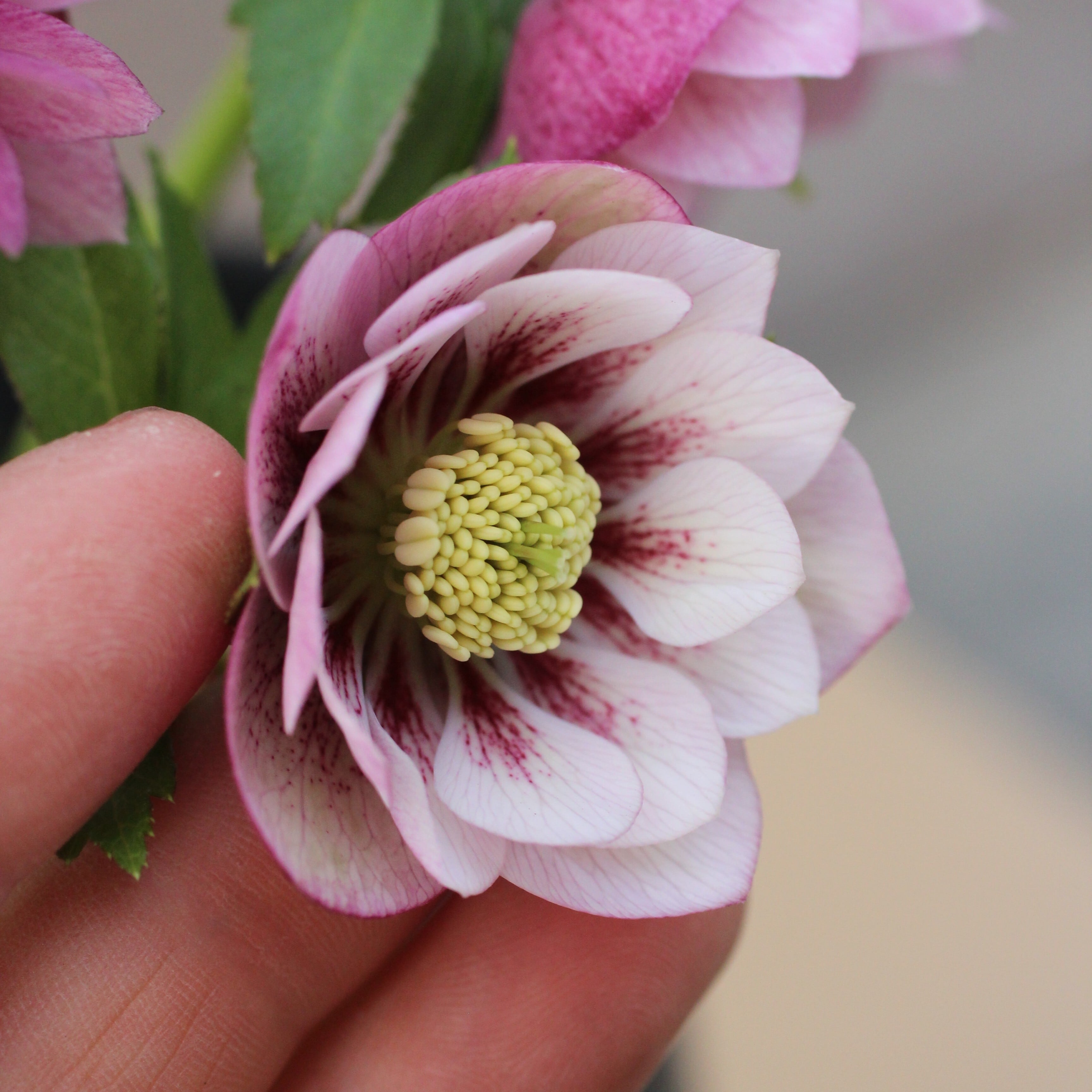 WS26-072 クリスマスローズ ウィンターシンフォニー ピンクフラッシュ