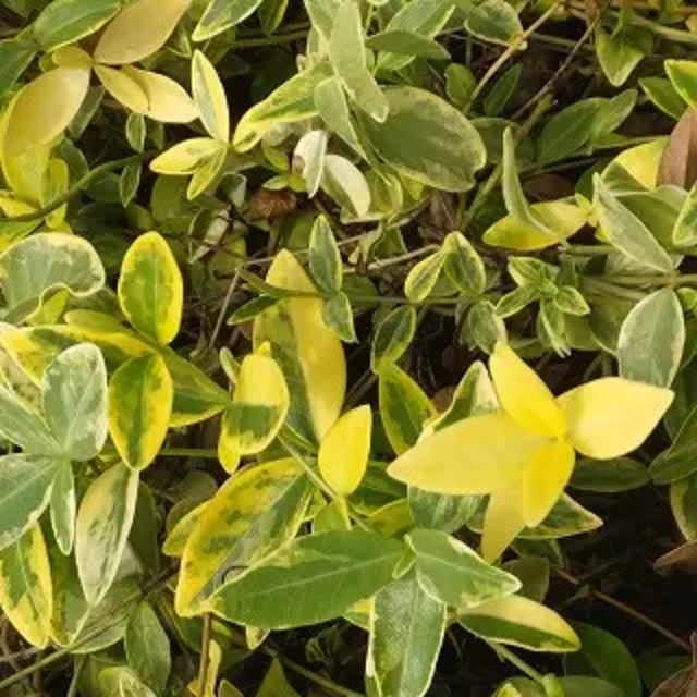 ビンカ ミノール 'オーレオバリエガータ'（ビンカ ミノール 斑入り）