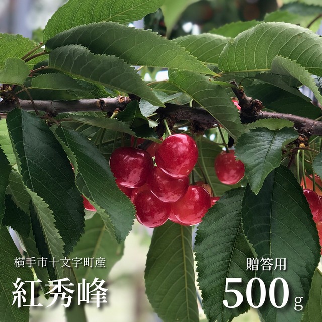 ≪予約受付開始≫【甘さを極めた、大粒の輝き】秋田県横手市十文字町産 紅秀峰 500g[贈答用]