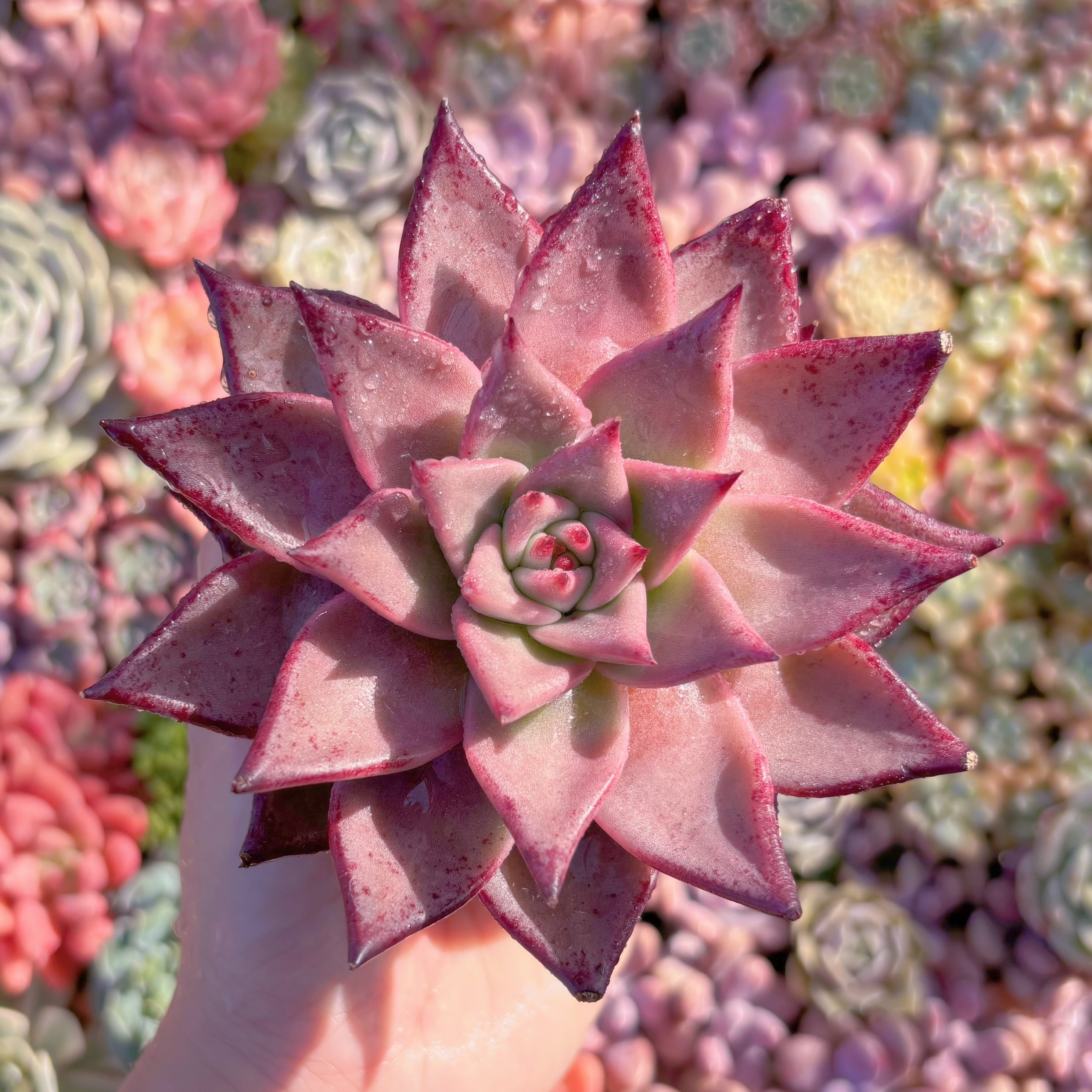 多肉植物　ブラッドロメオ　新入荷　るる農園