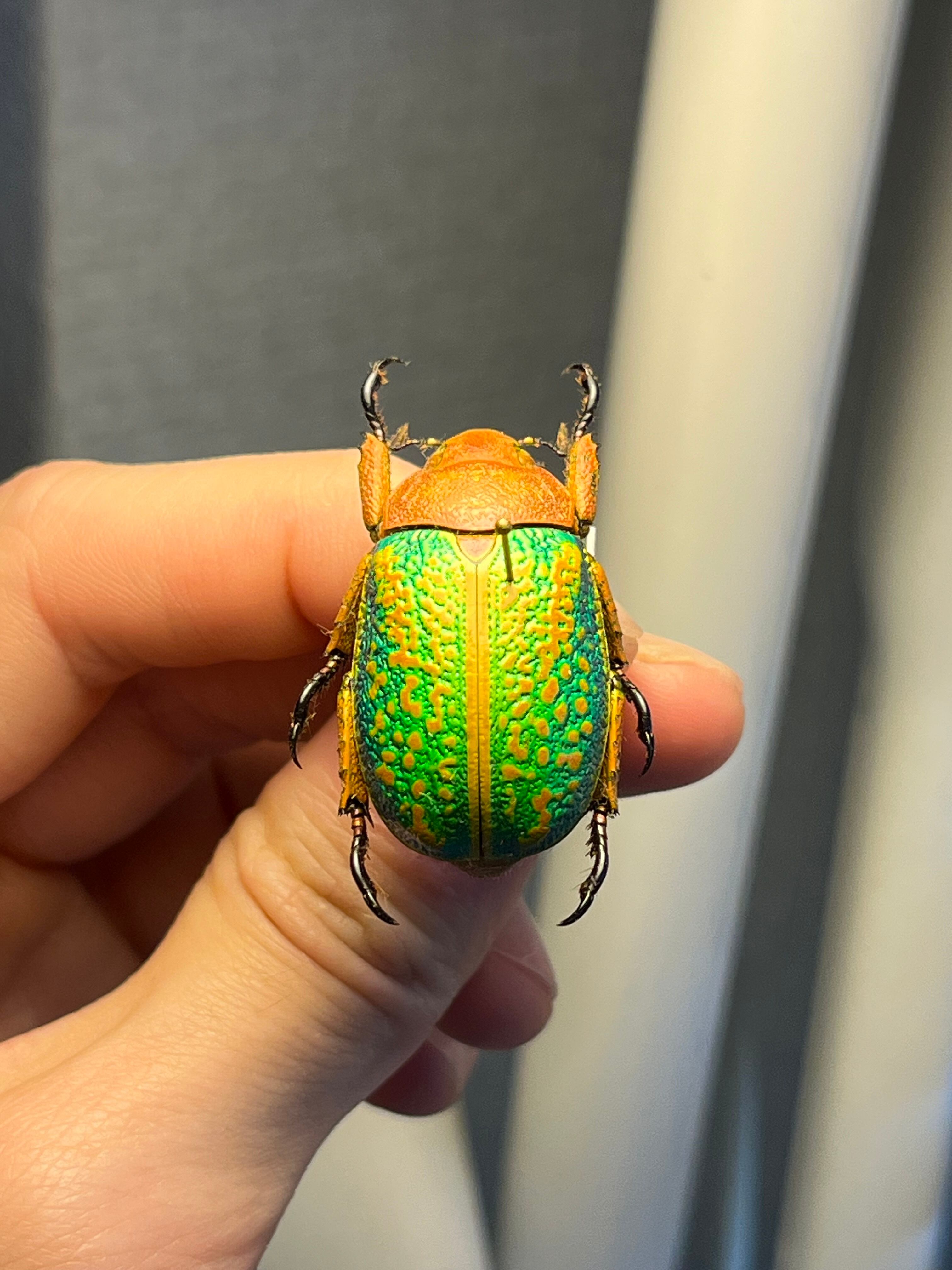 31mm】ヴィクトリナウグイスコガネ プラチナコガネ 標本 カナブン