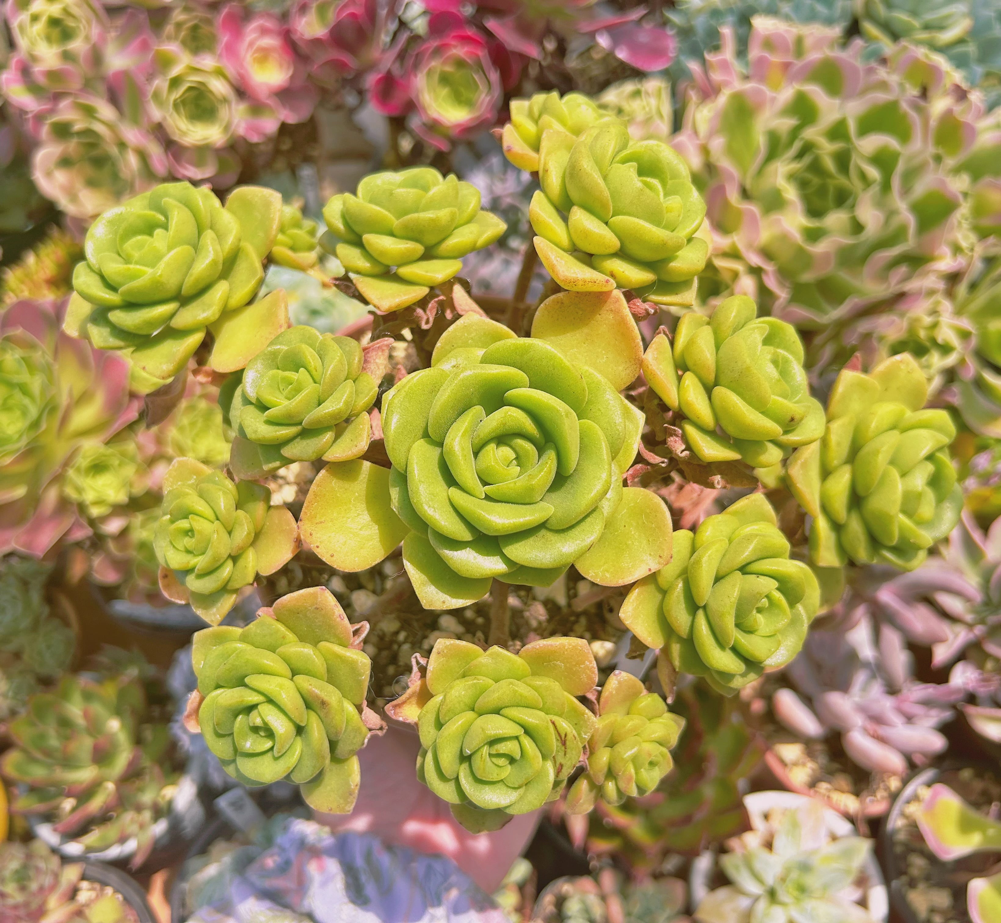 現物　多肉植物　リリーパット  特特大　抜き苗