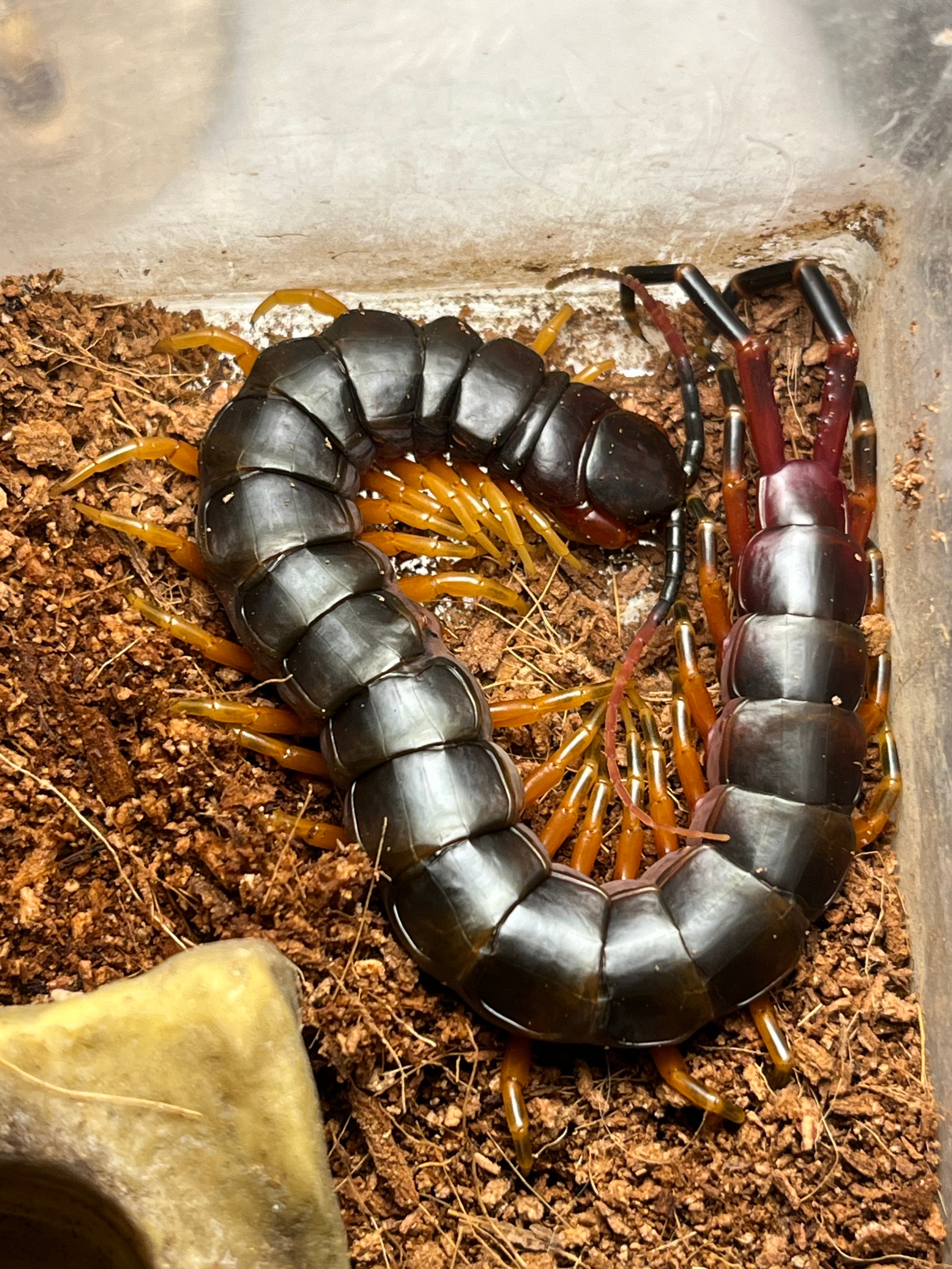 初展翅C品ピカソモスタナバタユタカヤガ蛾ルナモスミズアオ F <1109z