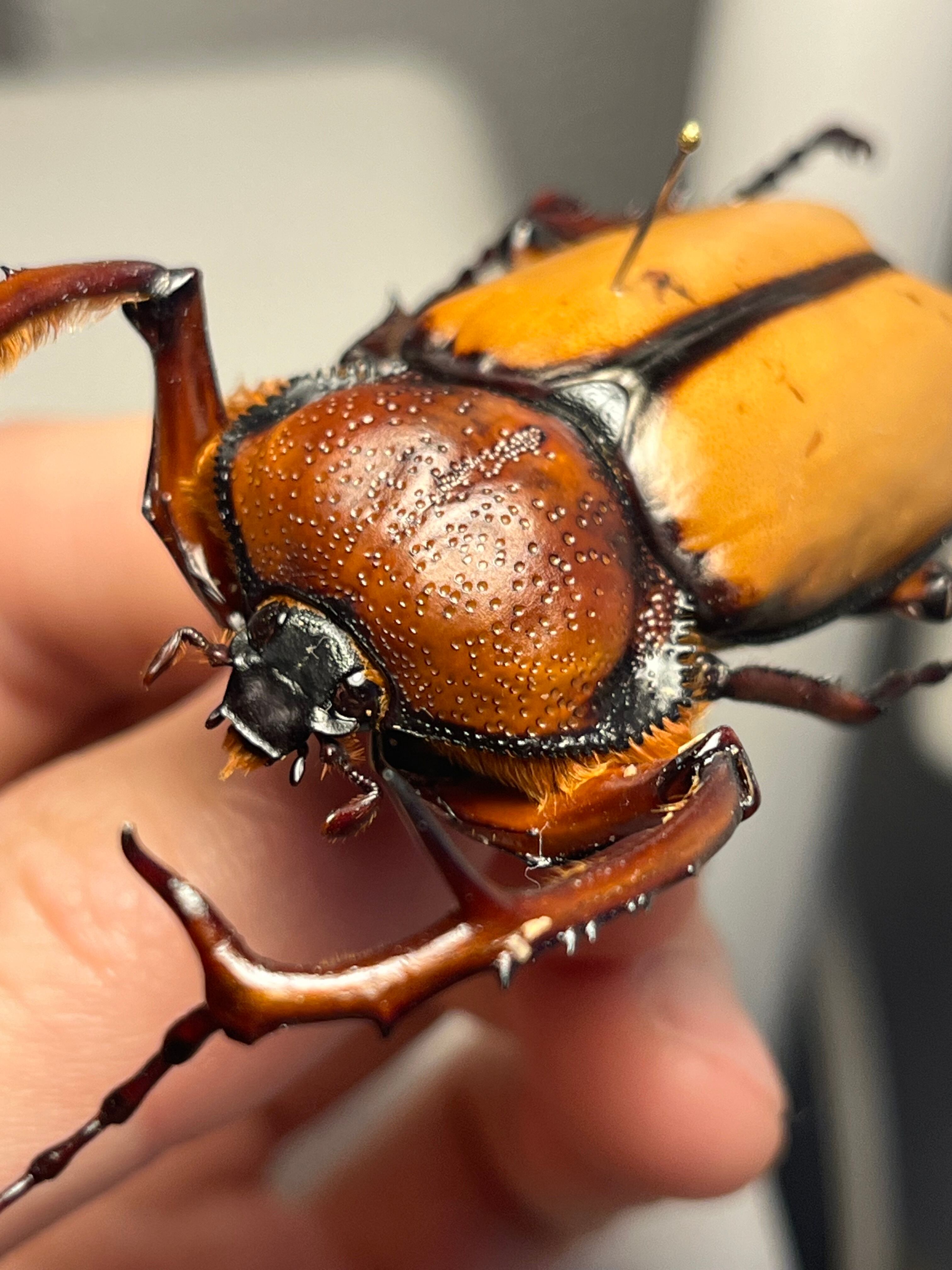 化物汚有】ダビディヒメテナガコガネ 標本テナガカミキリ昆虫標本 甲虫