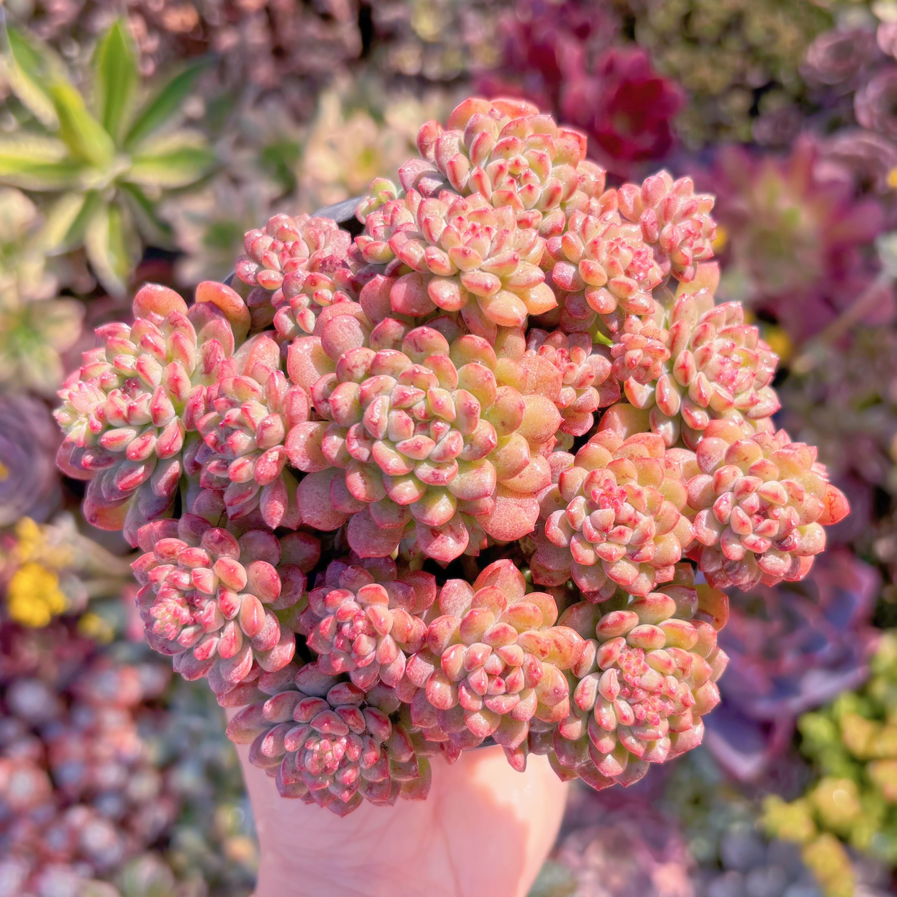 現品　コルネット#M134　群生　るる農園