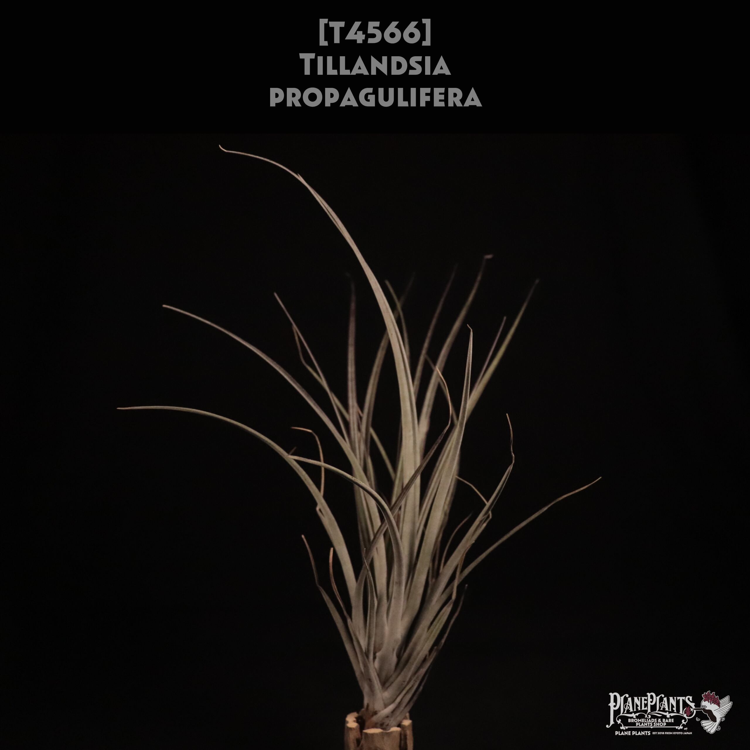 【送料無料】propagulifera〔エアプランツ〕現品発送T4566