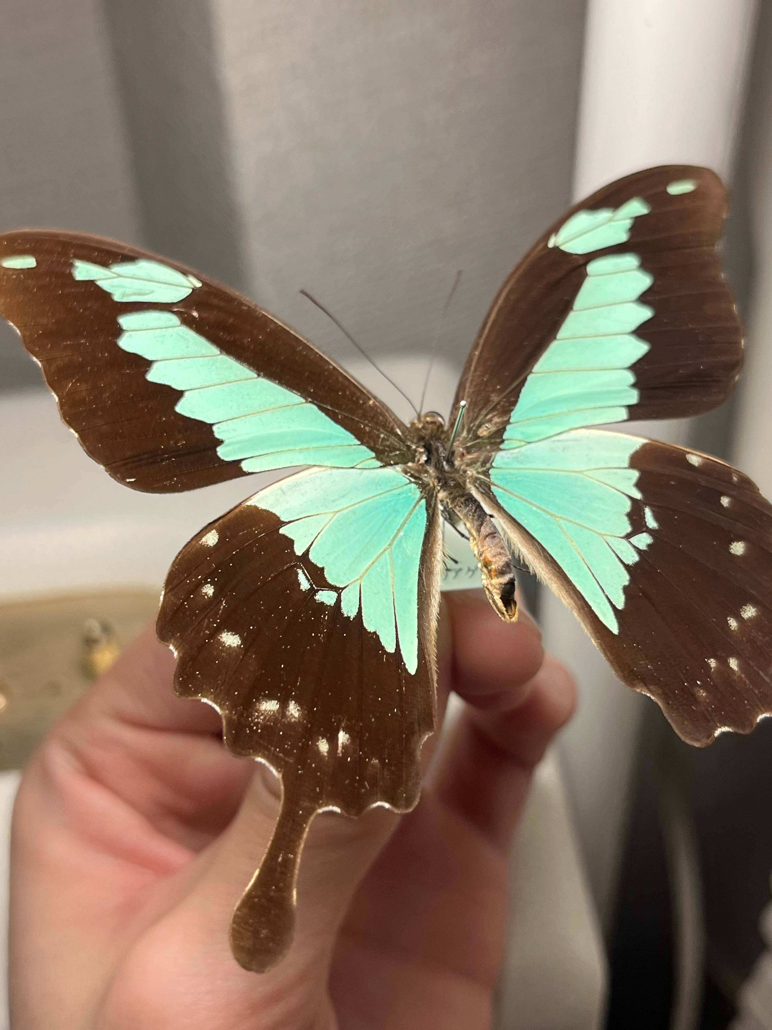 フォルカスミドリアゲハ オオルリアゲハ 外国産蝶標本 ヘリボシアオネ