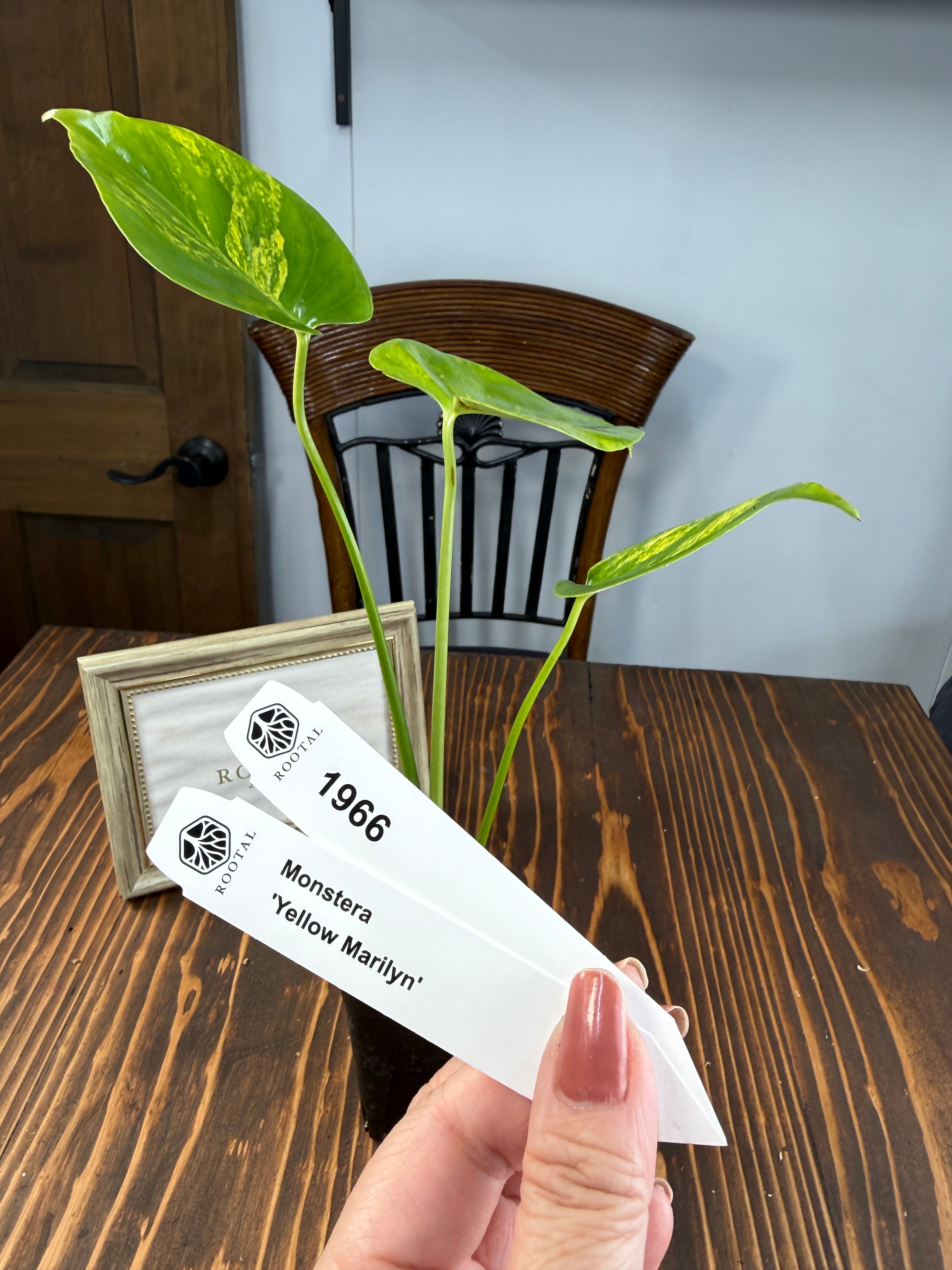 ★1966【輝かしい斑・美株】モンステラ デリシオーサイエローマリリン (2.5号ロング硬質ポット