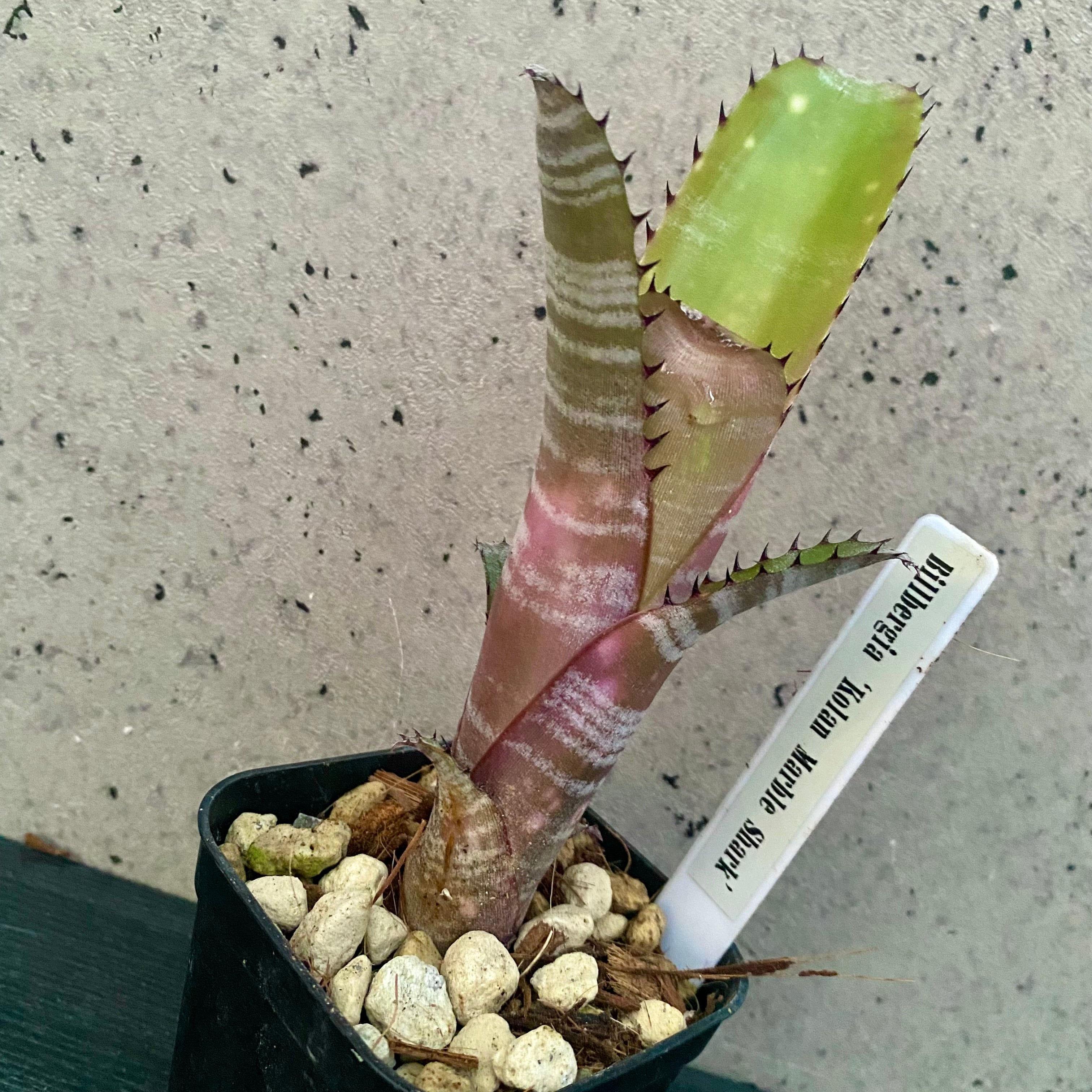 タンクブロメリア | Planet Plants プラネットプランツ