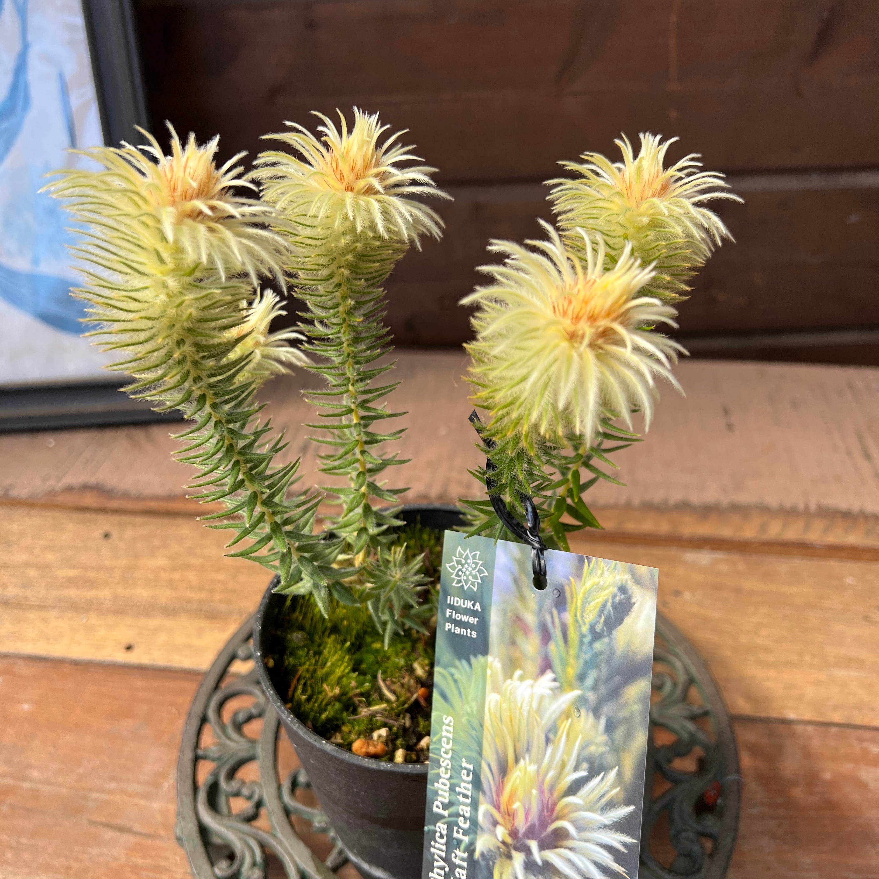 グレビレア シナフェア② | 沼ノ上農園