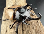 【WF1】《ゴホンツノカブト原名亜種 タイ産 74mm ペア》