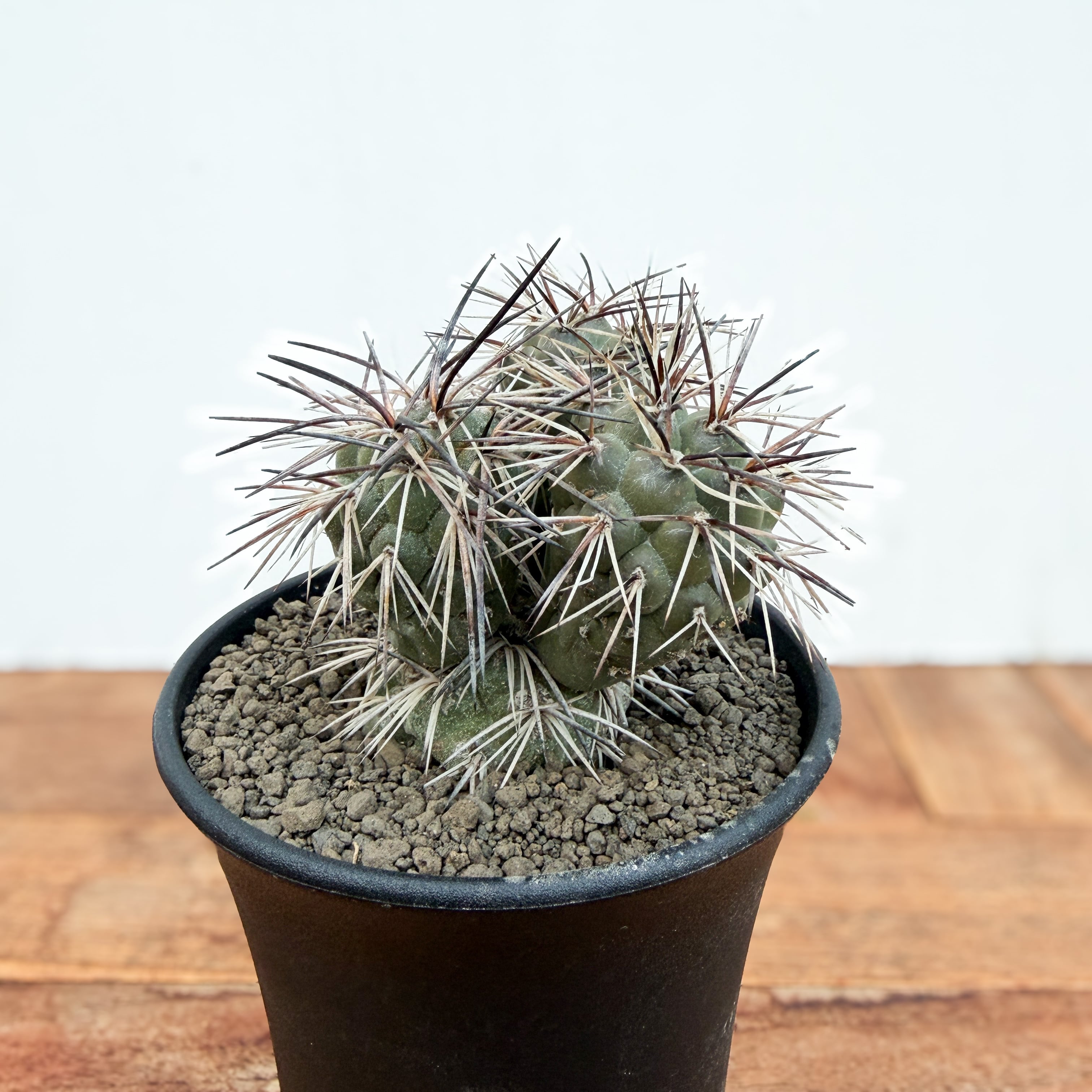 P.Willinckii cv. Sailor Saturn　oc P.willinckii sailor saturn oc