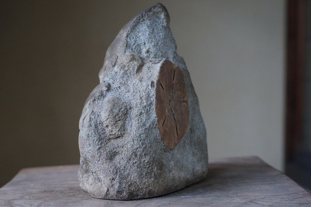 ウニ　化石　Astriclypeus mannii