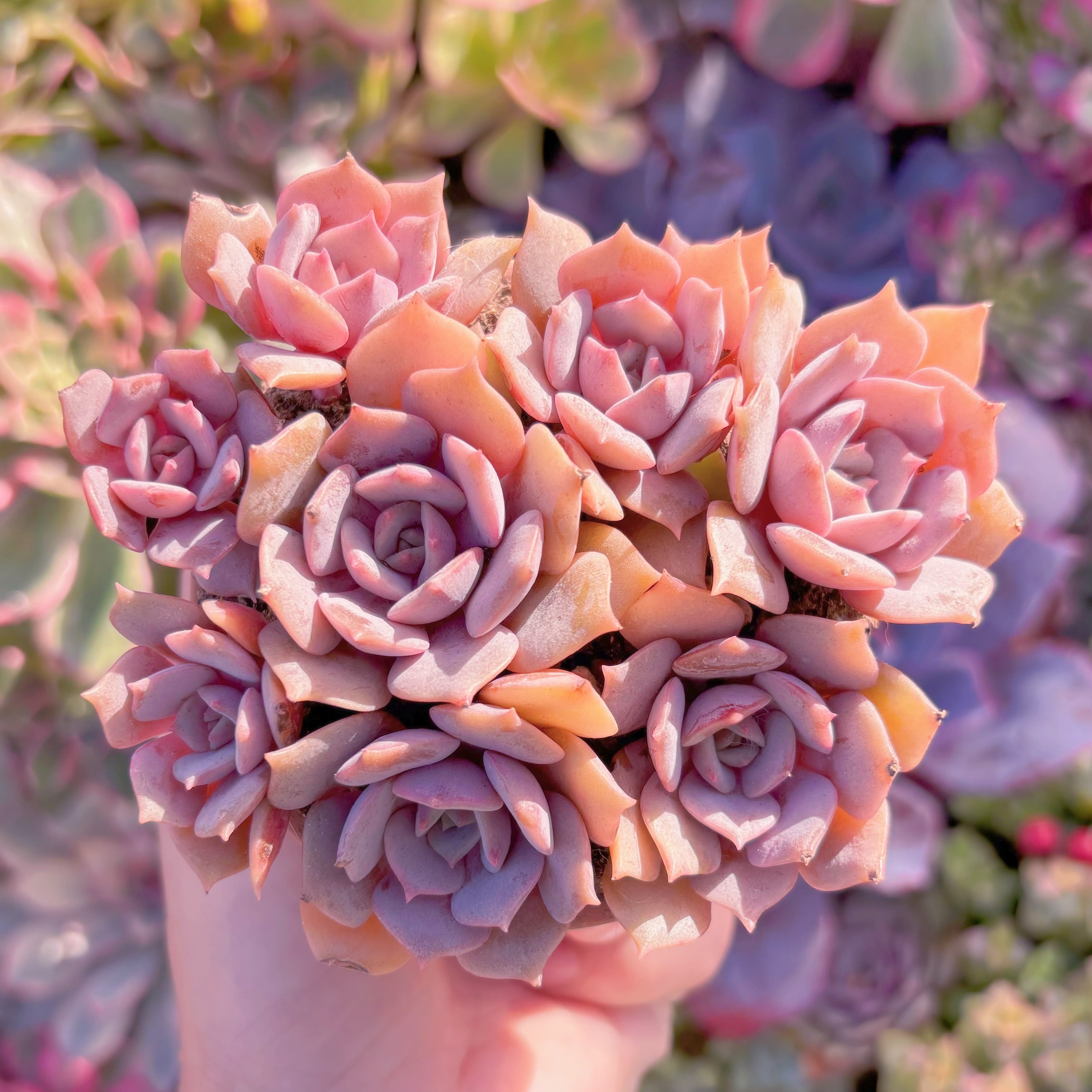 現品　紫姫#216　在庫僅少　群生　新入荷　るる農園