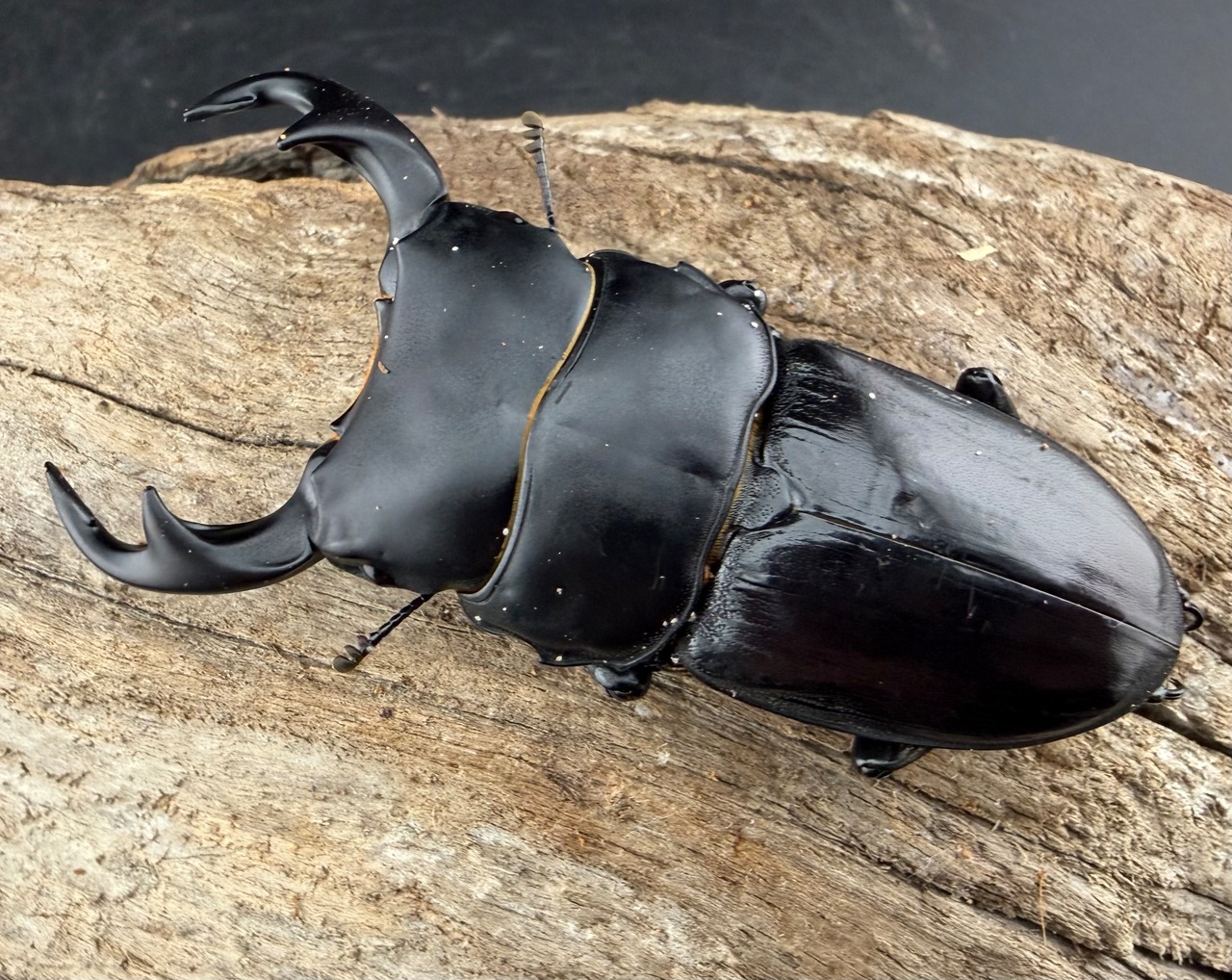 【WD】大型《ジャワパリーオオクワ 70.5 mm ペア》