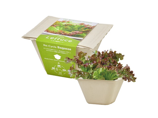 【6個セット】BAGASSE GREEN　レタス