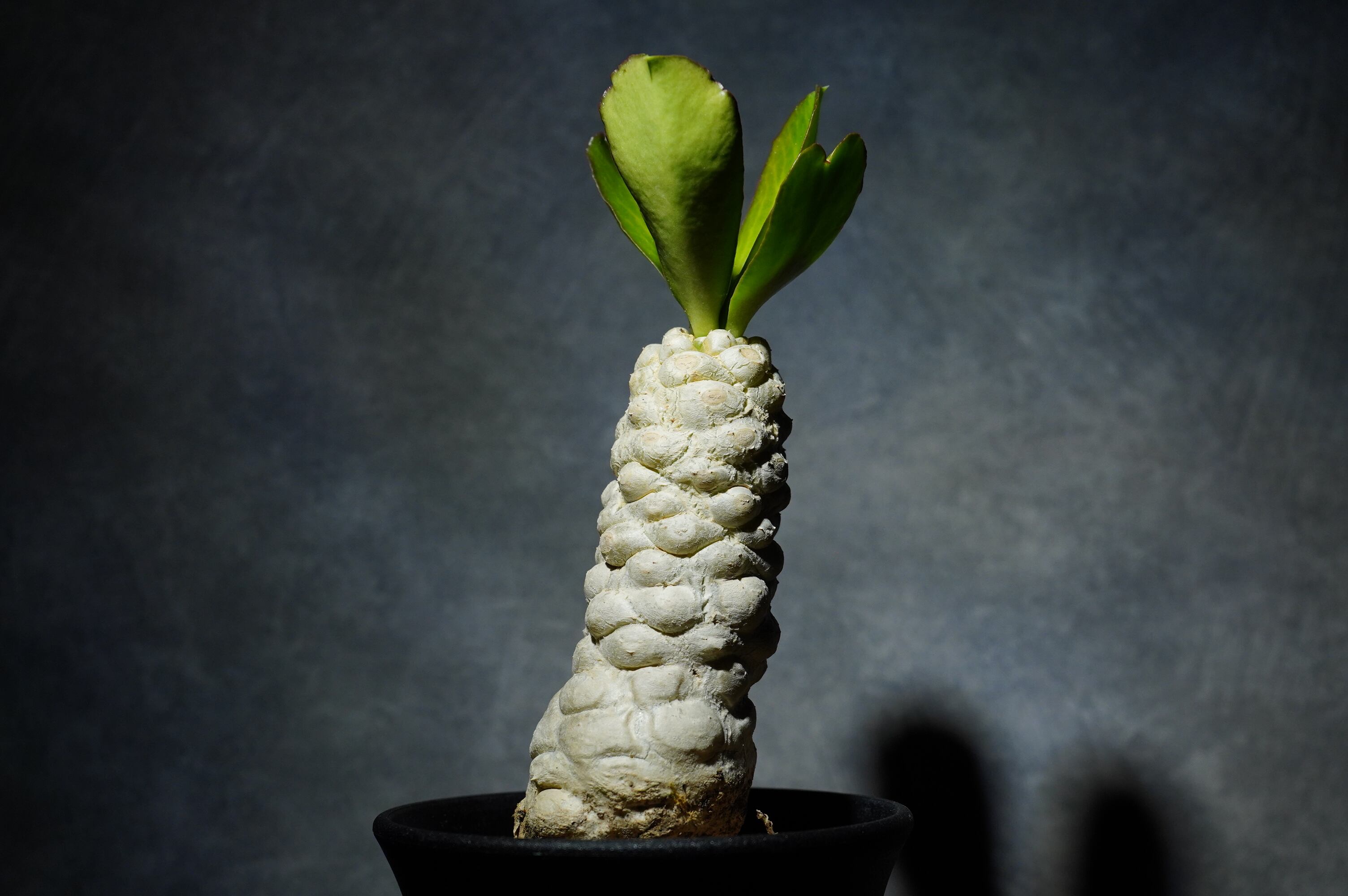 ユーフォルビア ポイゾニー hyb. | N collect plants
