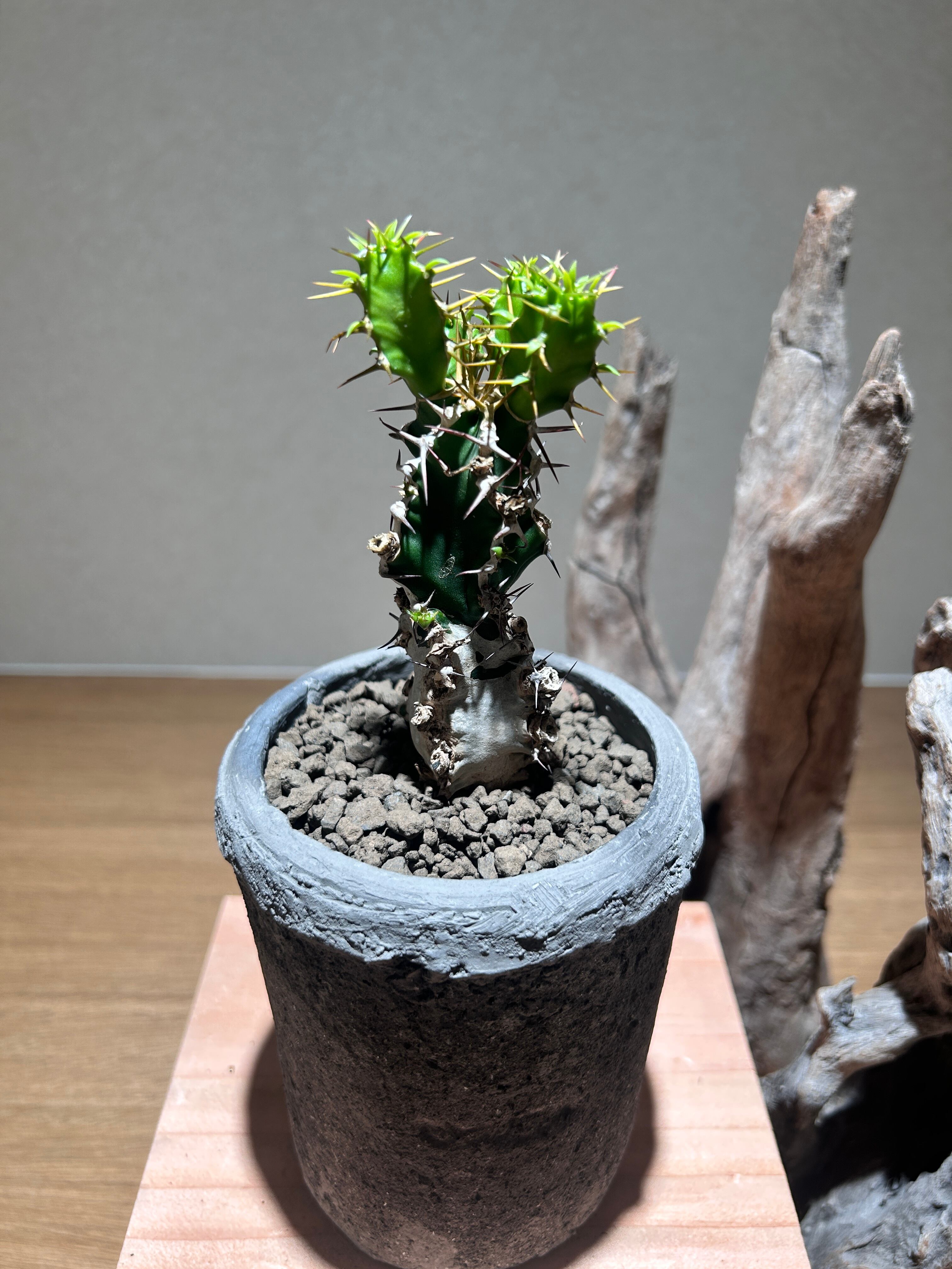 ユーベルマニア ベクチニフェラ 陶器鉢付き | アトリエRatel