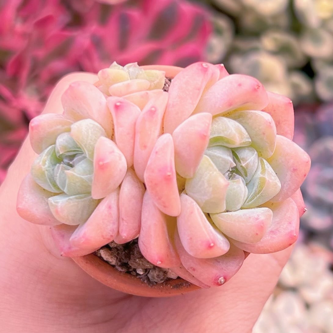 多肉植物 新品種Echeveria剛毅 新入荷 | PAY ID