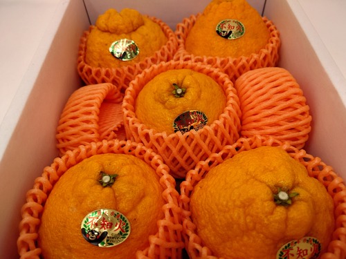 熊本県天草産　不知火　贈答品　箱込み２キロ