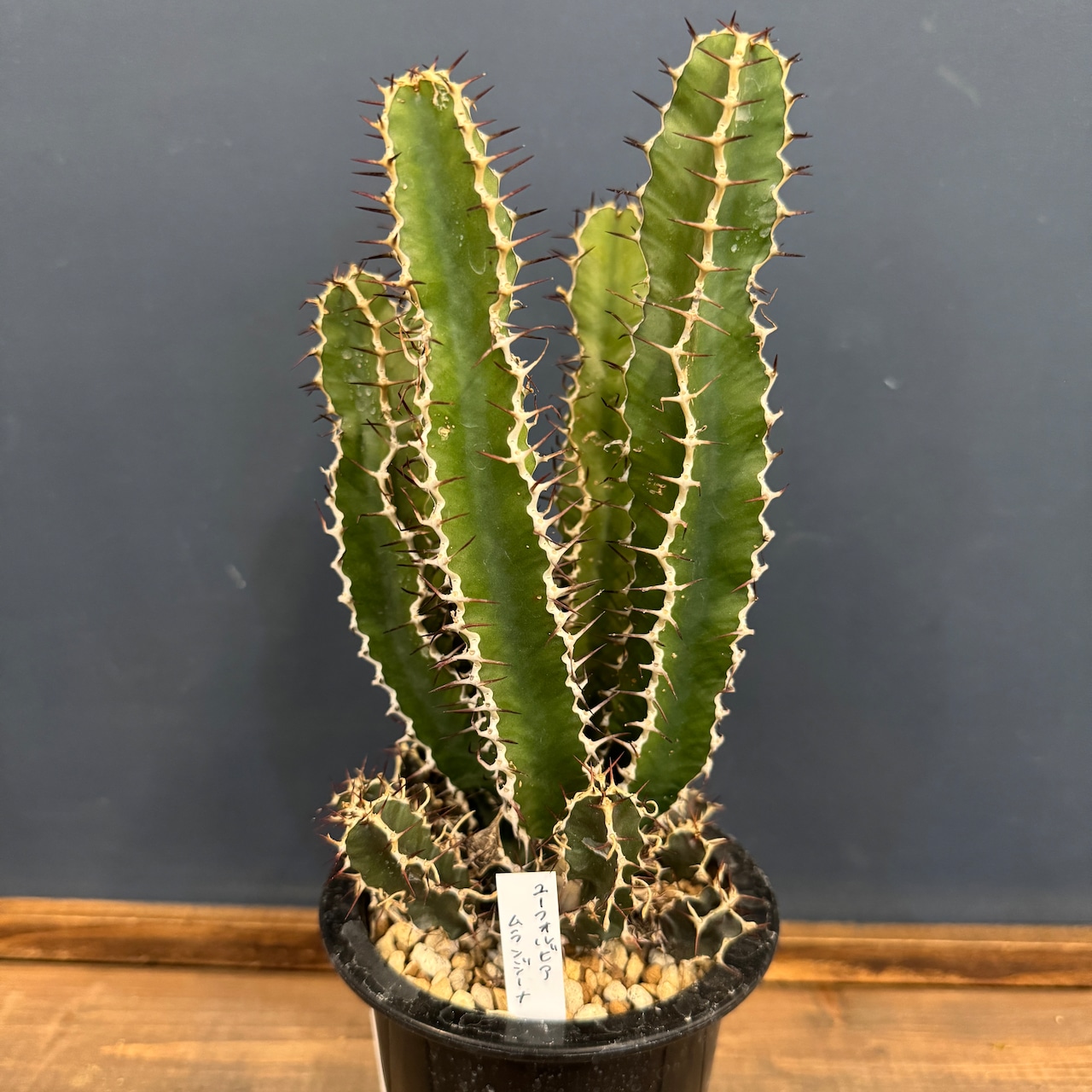 ユーフォルビア　ムランジーナ【814】