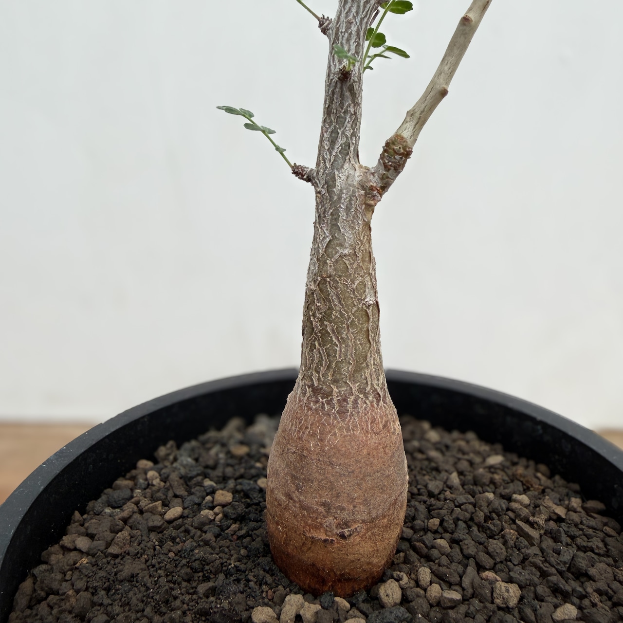 Pachycormus discolor【パキコルムス・ディスカラー・象の木】