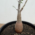 Pachycormus discolor【パキコルムス・ディスカラー・象の木】