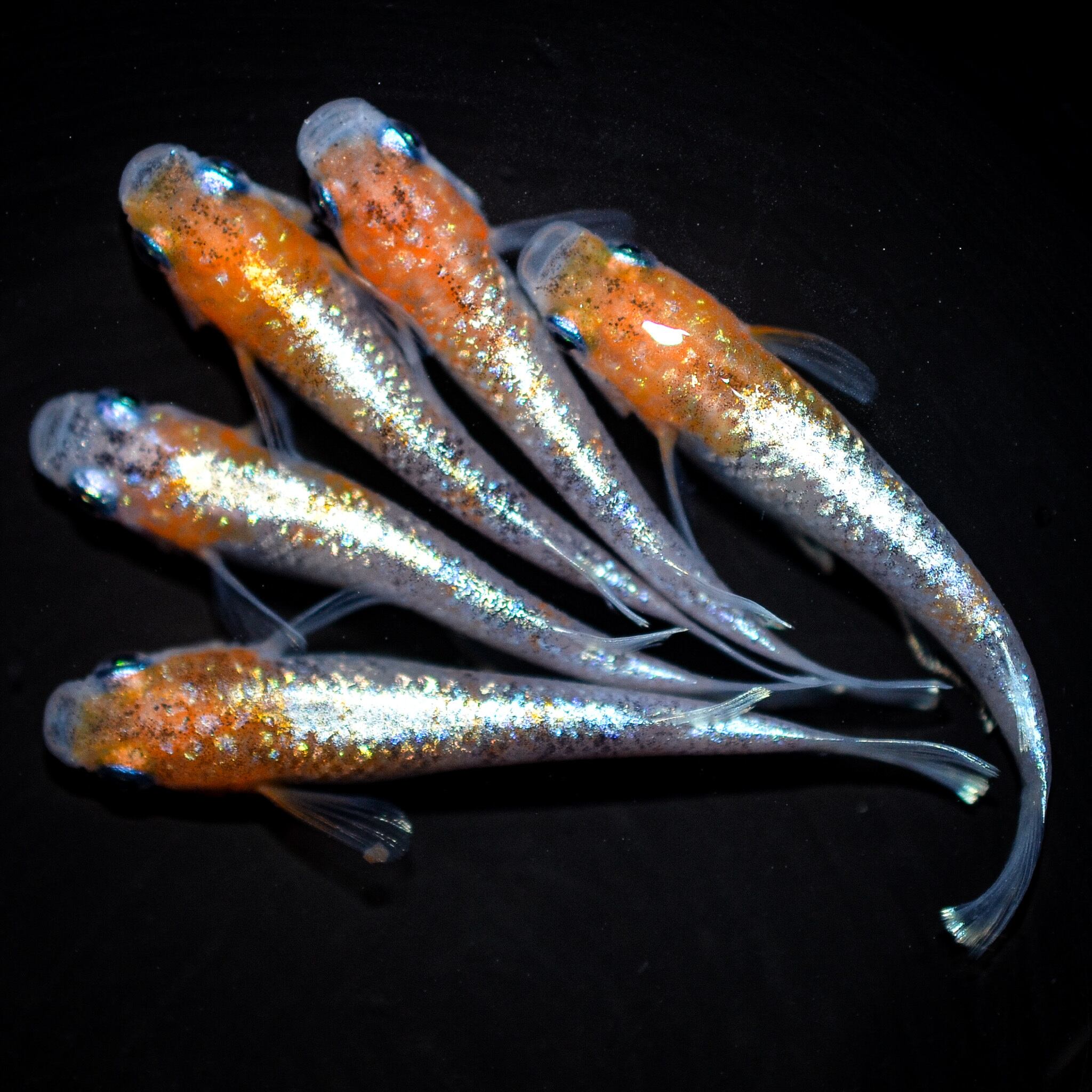 【清風メダカ】　　スターダスト　　松井ヒレ長　　♂2♀4+α 2025年最新Yahoo!オークション -松井ヒレ長(めだか)の中古品・新品