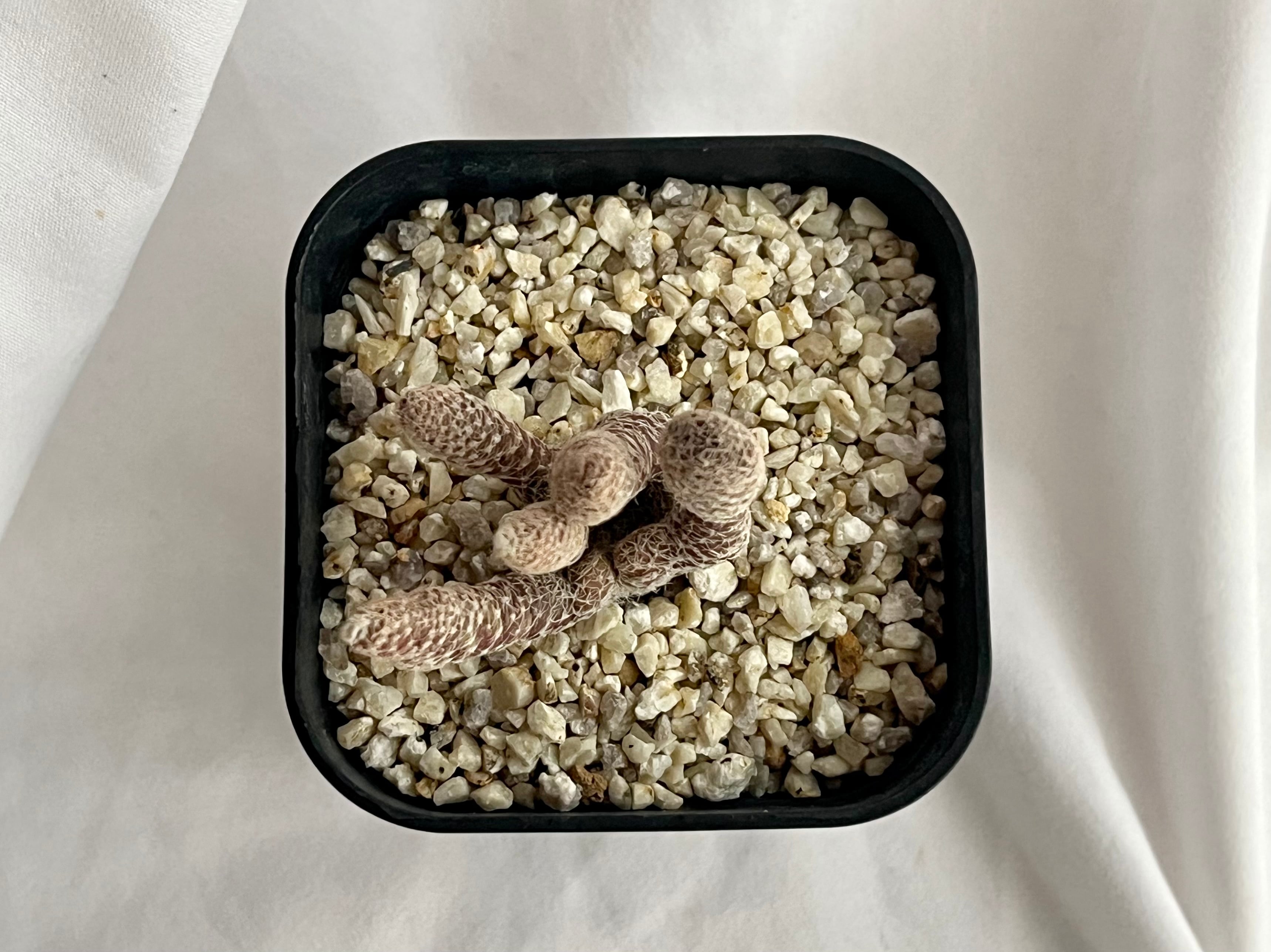 Puna clavarioides クラバリオイデス 茸団扇 白鶏冠 サボテン | plants
