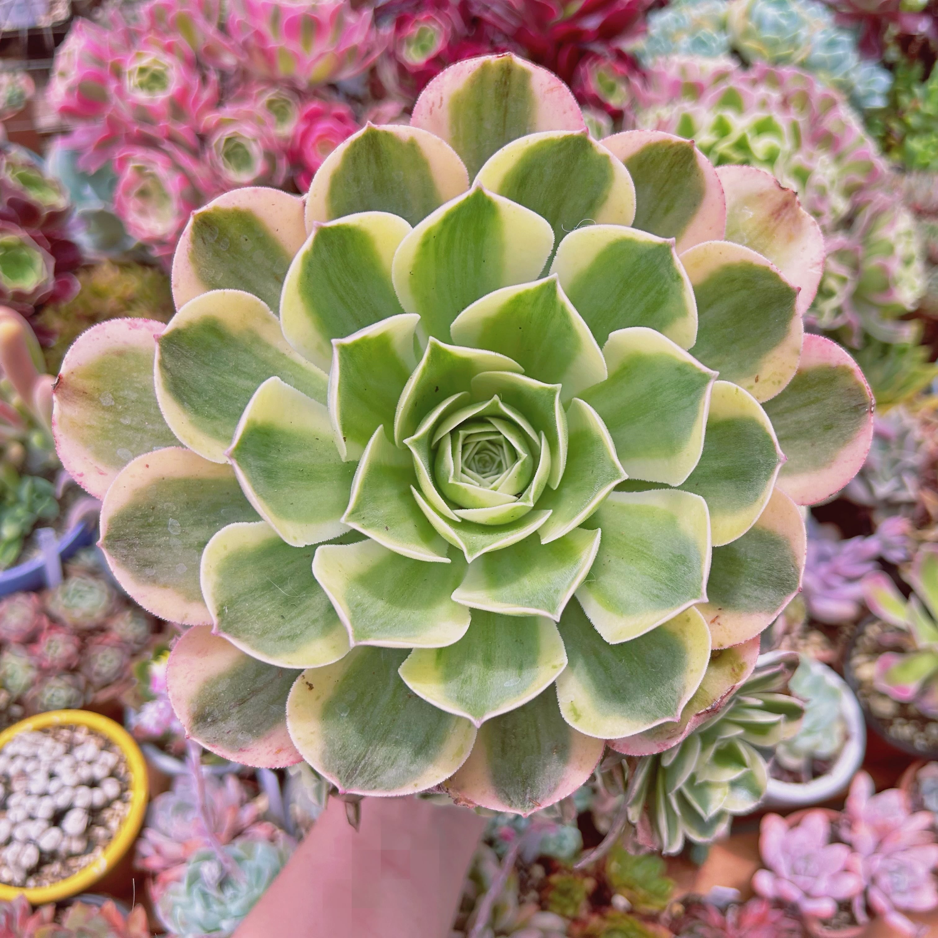 2205現物 多肉植物 美人鏡錦 特特大 | るる農園~多肉植物専門