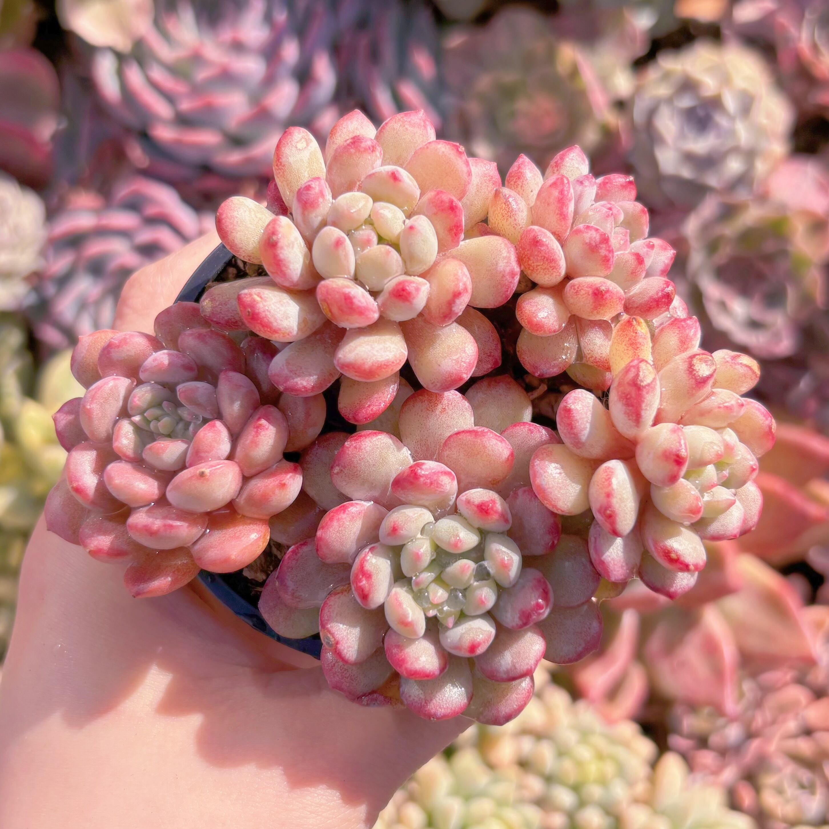 現品　萌豆#238　群生　るる農園