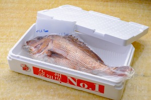 【約2㎏サイズ】みやび鯛まるごと2尾セット (みやび鯛約2kg×2) 全米流通No1!のみやび鯛