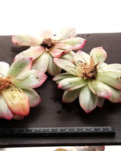 カット苗 インディゴエボニー Echeveria 'Indigo Ebony Variegated'