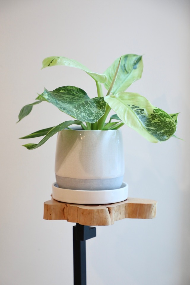 【希少】【M】フィロデンドロン ジョセボーノ/Philodendron  ※陶器鉢付き