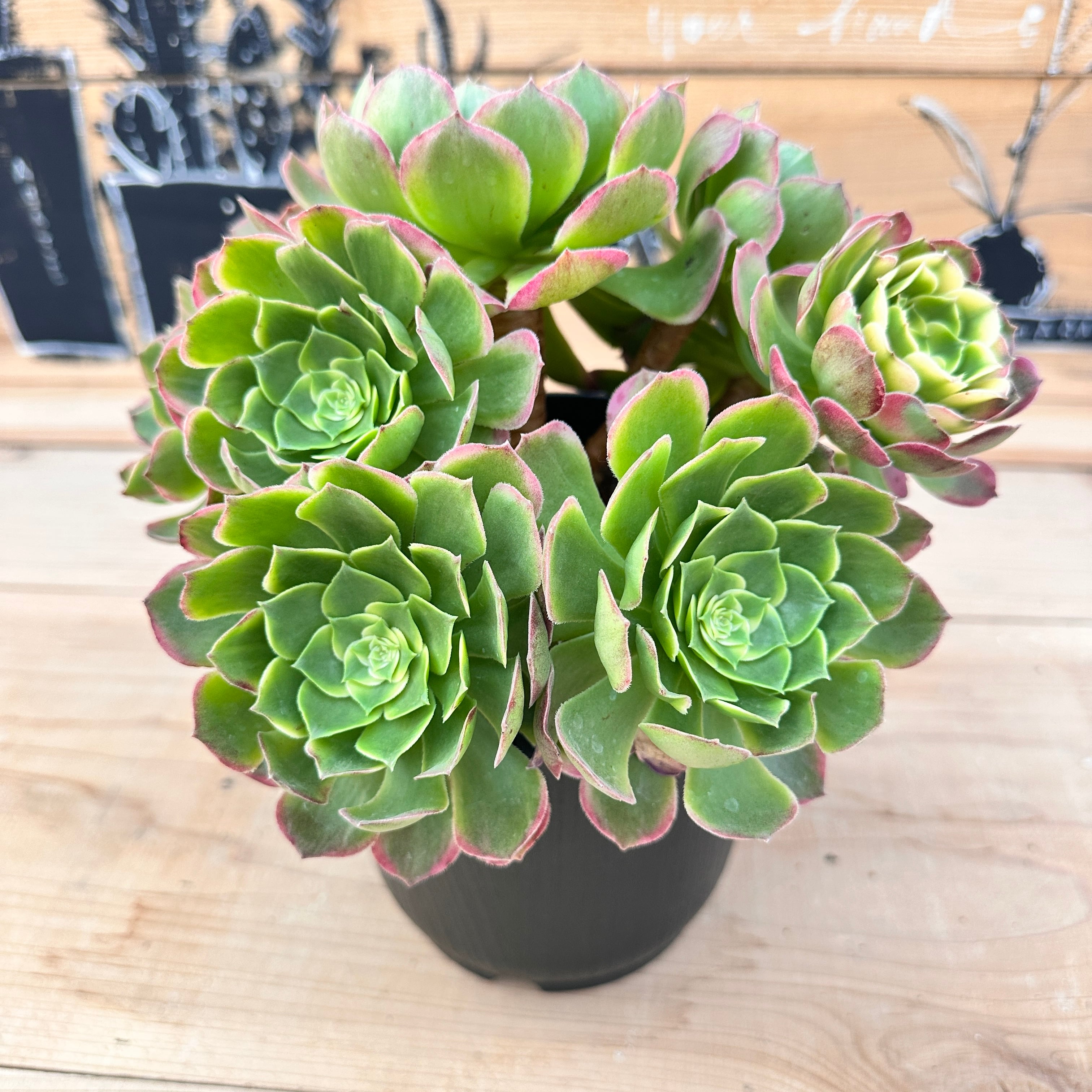 多肉植物ヒアリナ✕エレガンス 多肉植物ヒアリナエレガンス② - メルカリ