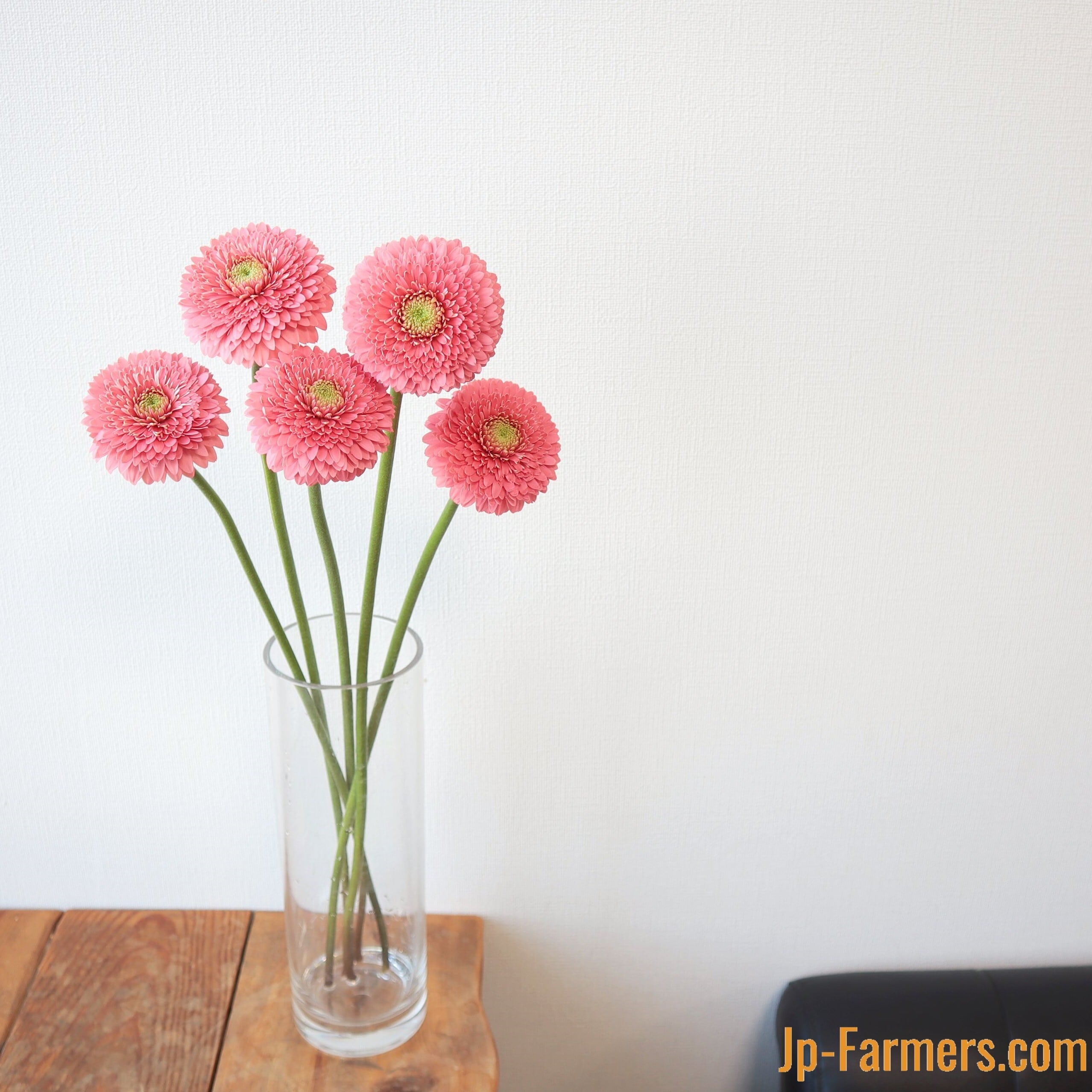 八重咲きガーベラ ”テラキューピット” 10本 | 新鮮お花問屋 Jp-Farmers.com