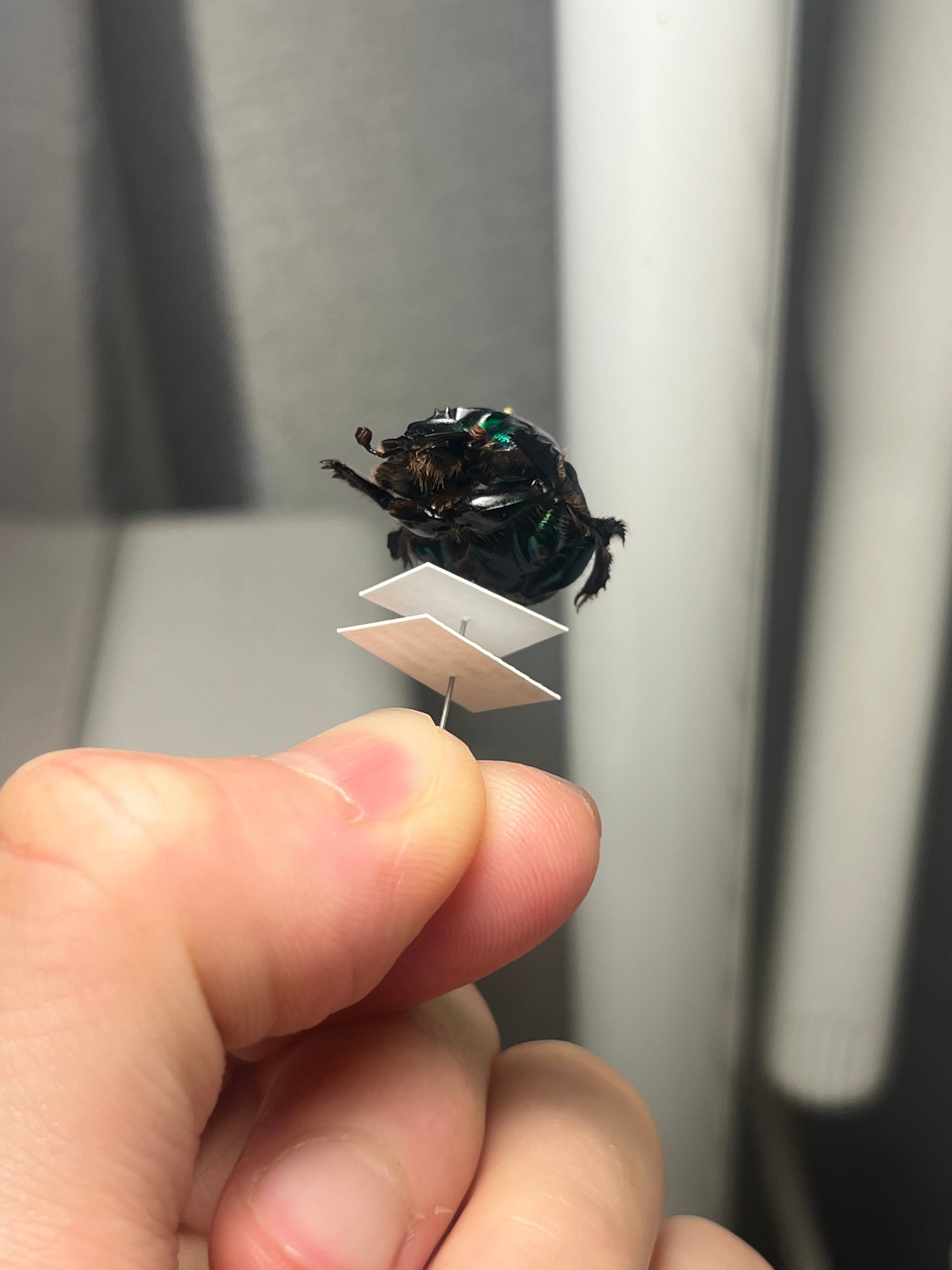 極美展足】Diabroctis mirabilisダイコクコガネ 24mm♀