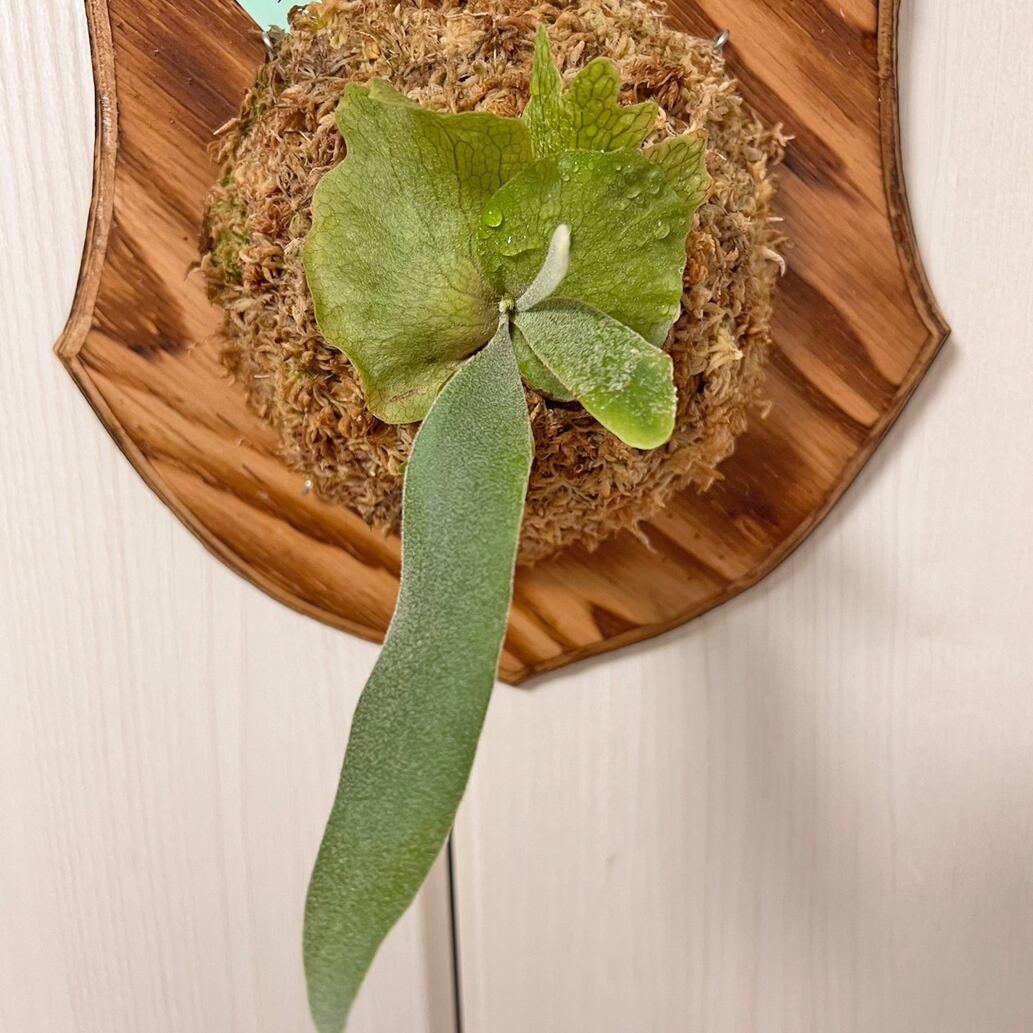 ビカクシダ ウィリンキー 板付 【観葉植物 室内 コウモリラン