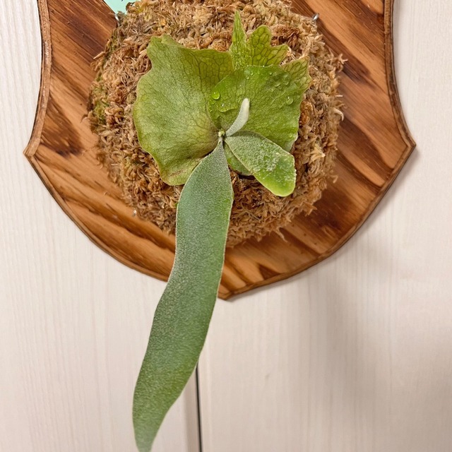 ビカクシダ ウィリンキー 板付 【観葉植物 室内 コウモリラン】