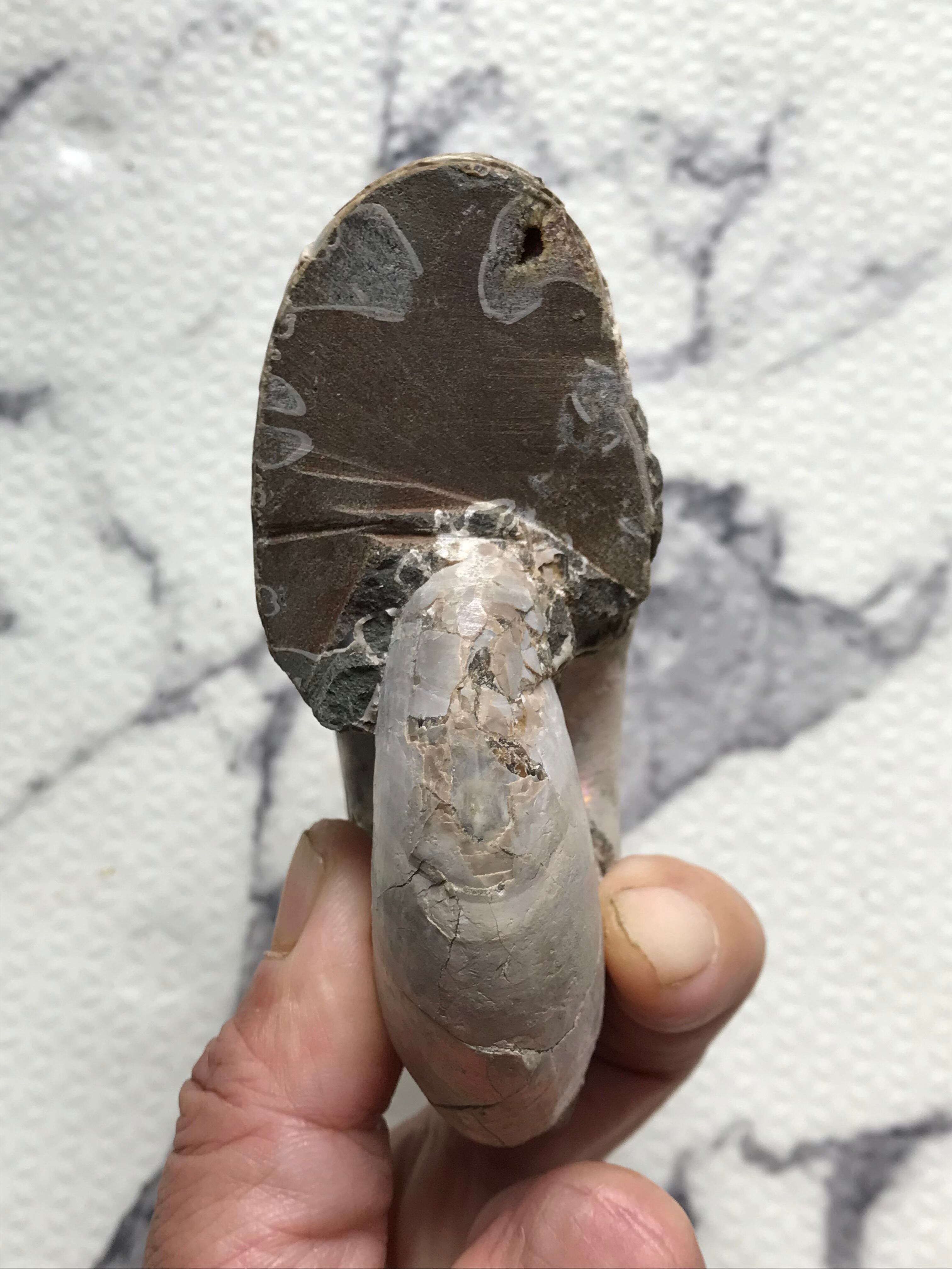 マダガスカル産、遊色青ピンクデスモセラス アンモナイト大個体