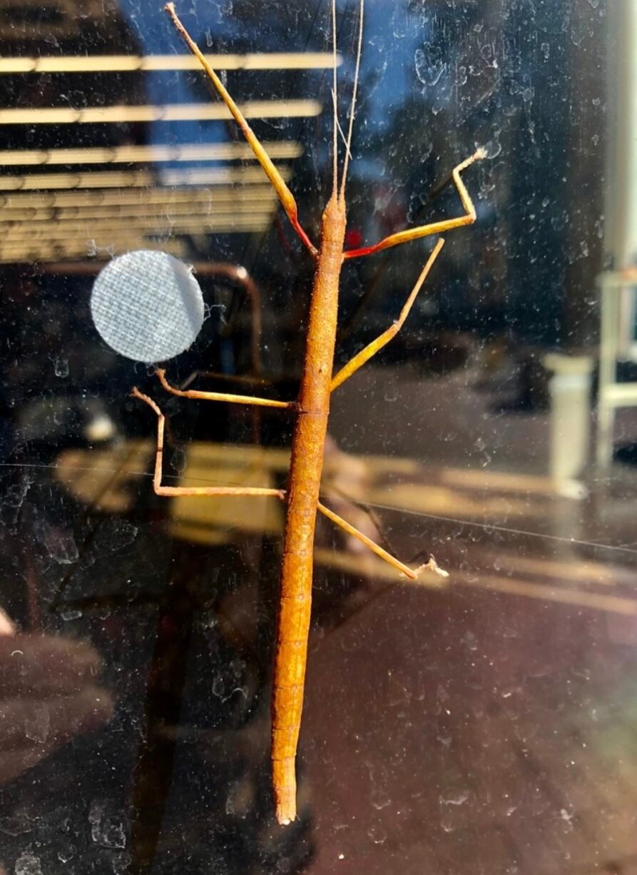 ナナフシ | オモニキチュウ