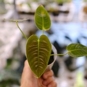 アンスリウム・ベイチー / Anthurium Veitchii / 観葉植物⑩