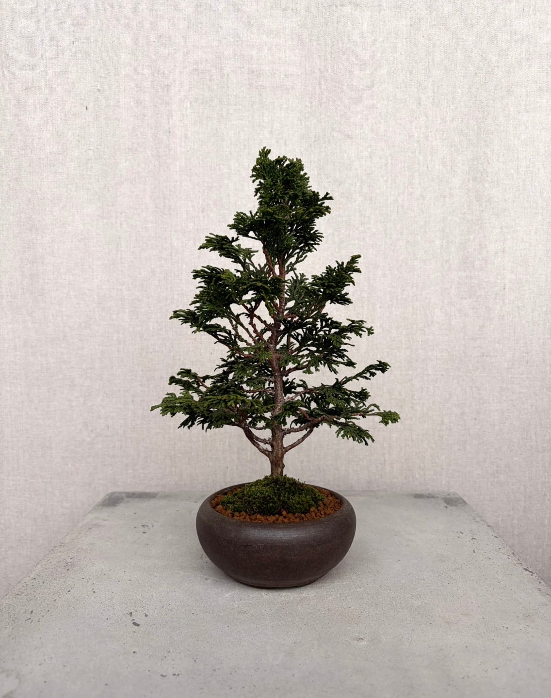 モクマオウ中品盆栽 MOKU BONSAI
