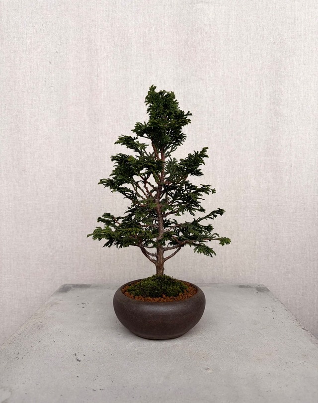 盆栽】黒松 | MOKU BONSAI