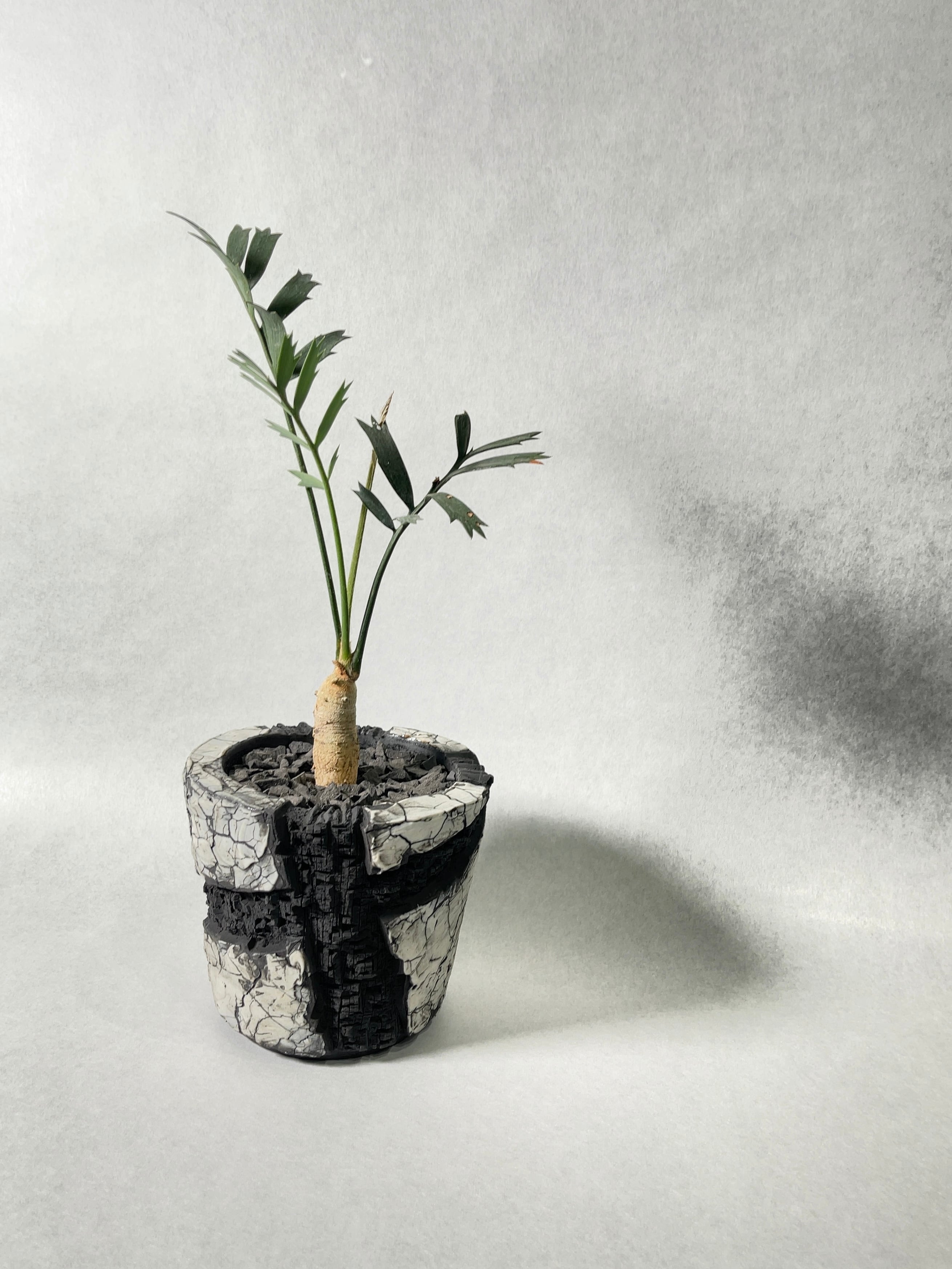 エンセファラルトス・ホリダス | trigger