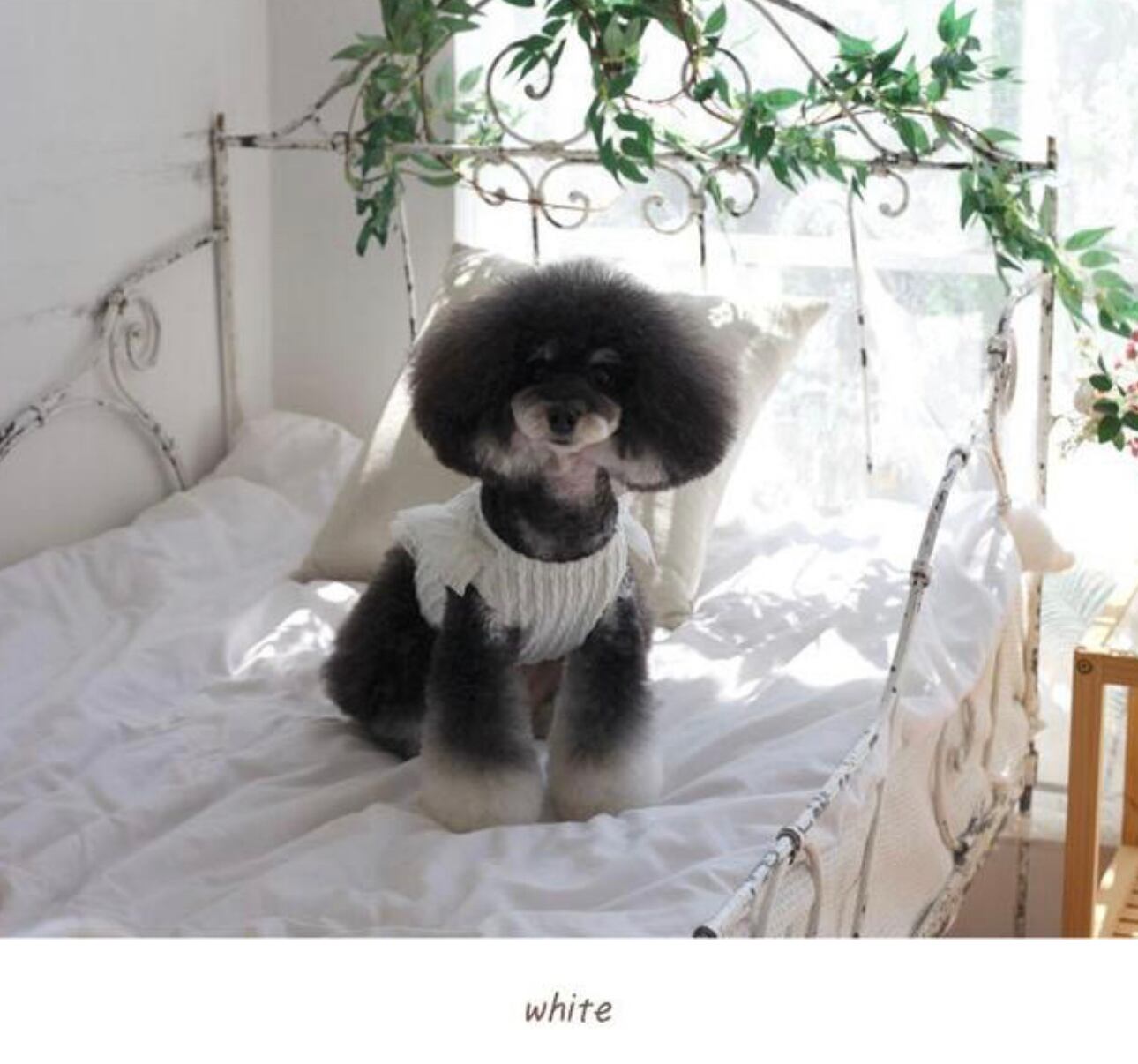 【予約商品5％OFF】atelier crop knit S ~ XL 4color  /  犬服 新作 ニット ショート丈 可愛い 犬の服 クロップドトップス お揃い ドッグウェア フリル おパンツカット 服