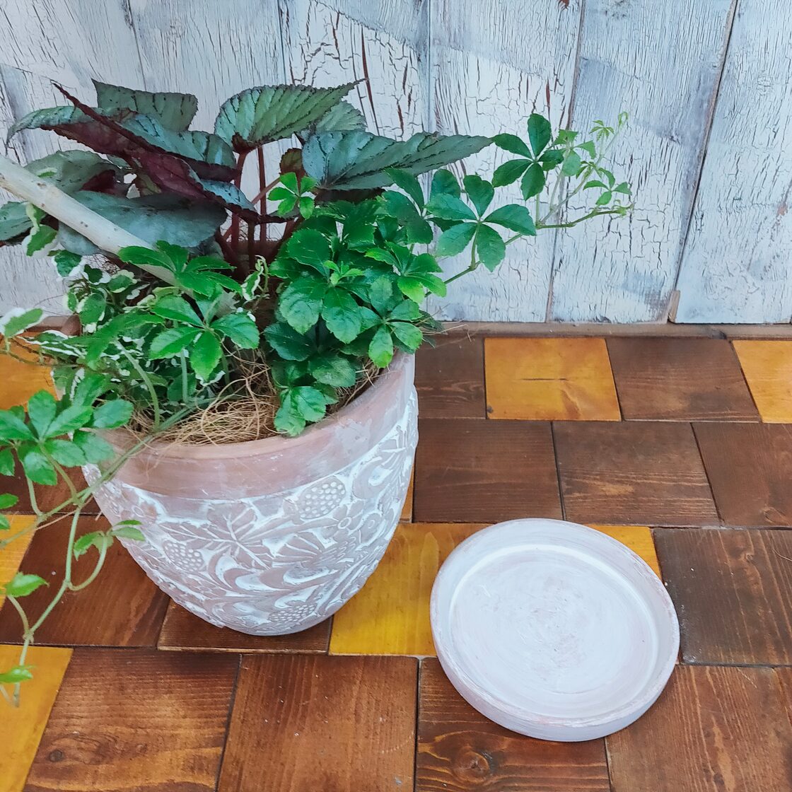 観葉植物】ウンベラータ 曲げ 寄植え 受皿付 | PAY ID
