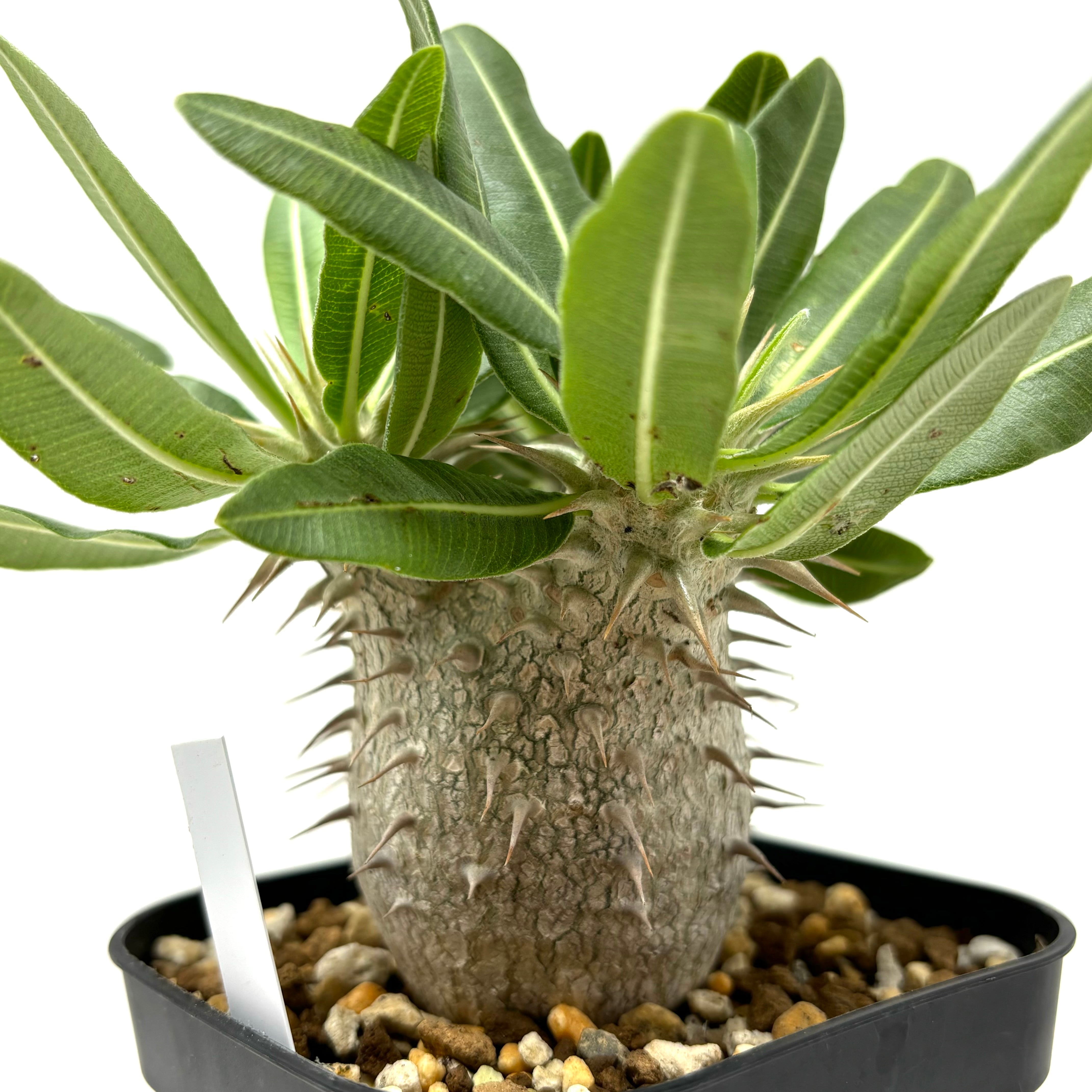 パキポディウム ウィンゾリー 実生 極太 まんまるタイプ 良形  