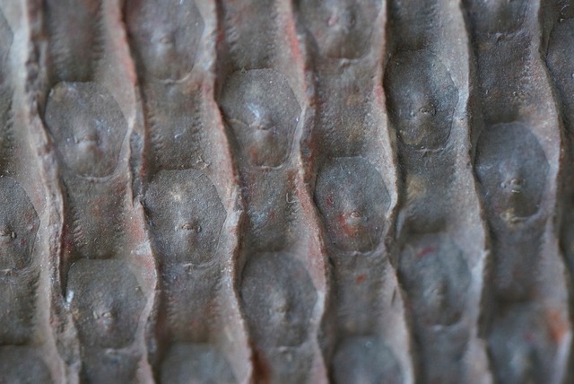 鱗木　Lepidodendoiron sp.